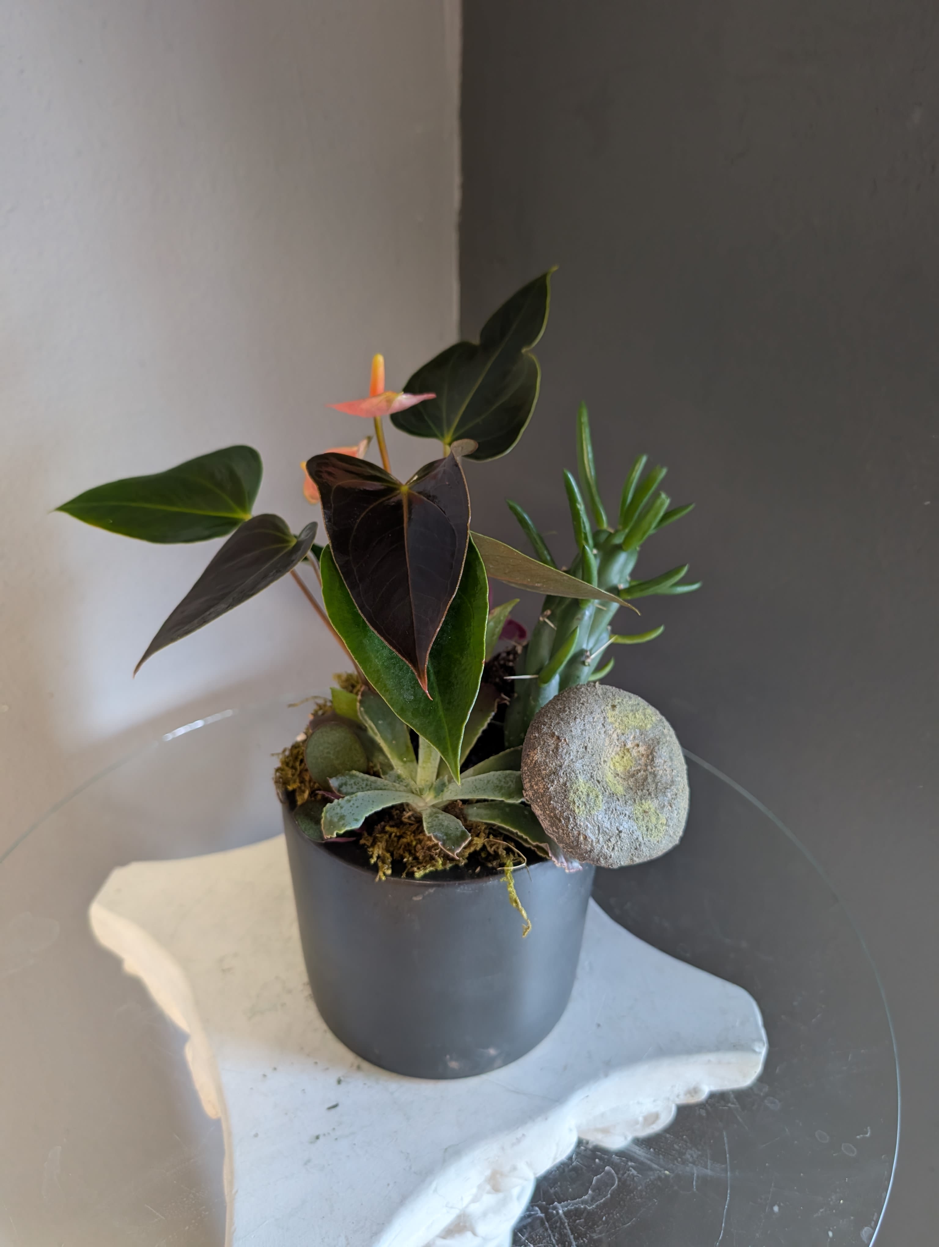 Anthurium + succulents (black pot)  - A wonderful mix of anthurium and green succulents potted in a black container. 