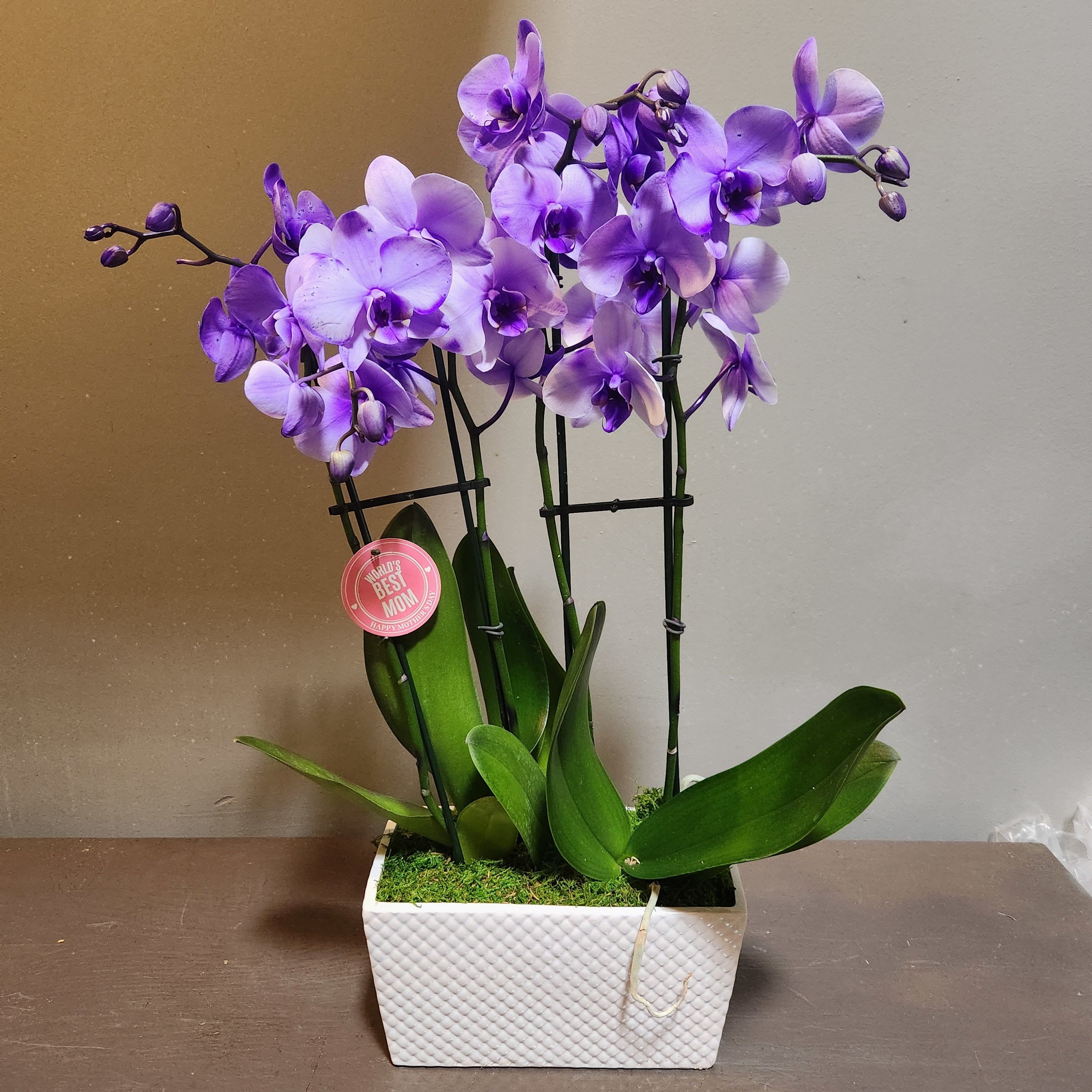 Plants: Mystique Orchid Garden - Purple - The perfect long-lasting gift - a bright purple orchid garden! Measures approx. 26"Tx17"W and arrives in a white ceramic pot.
