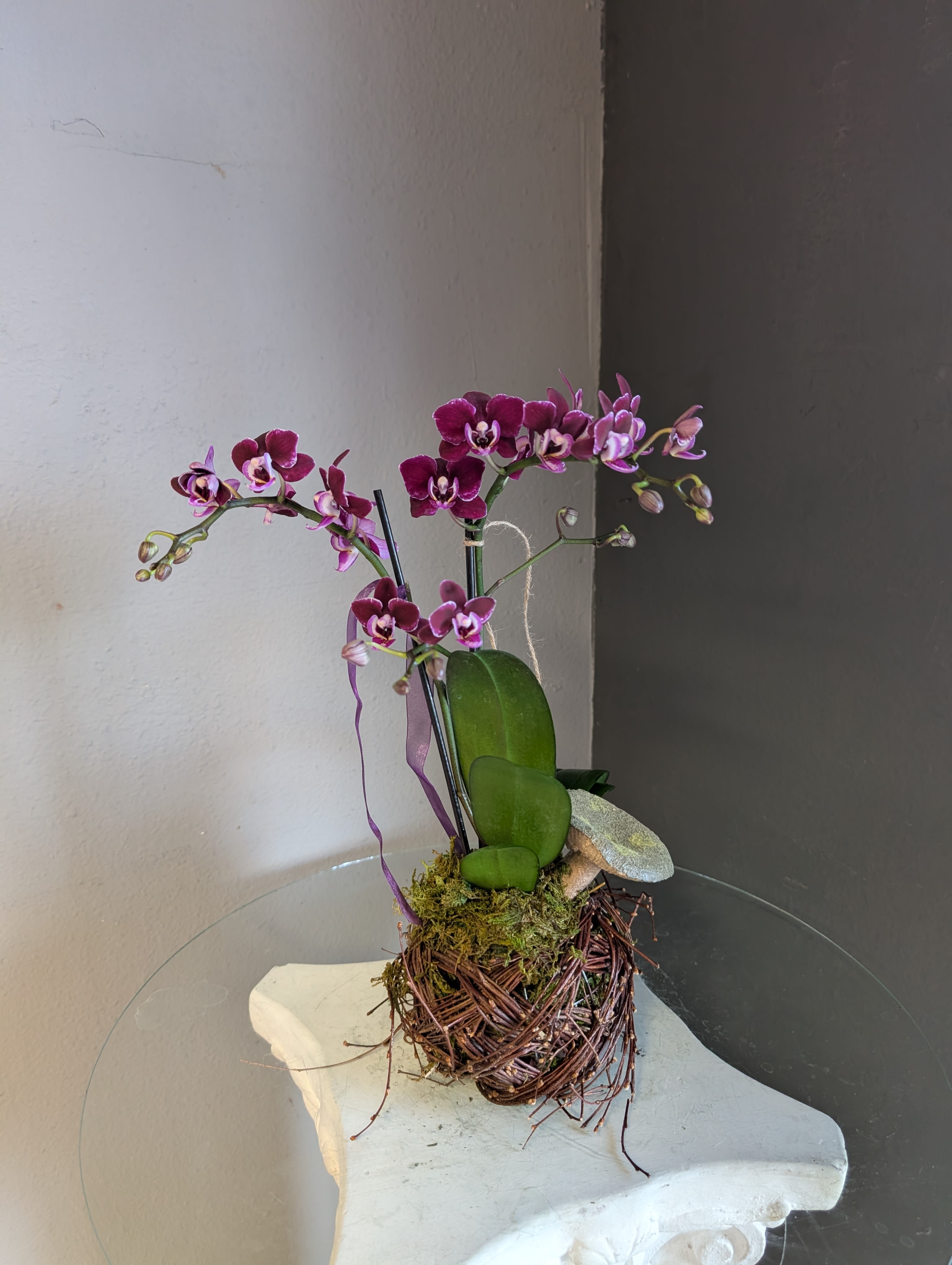 Mini phalaenopsis orchids (dark purple, #4 birds nest)  - Mini dark purple orchids in a decorative birds nest. 