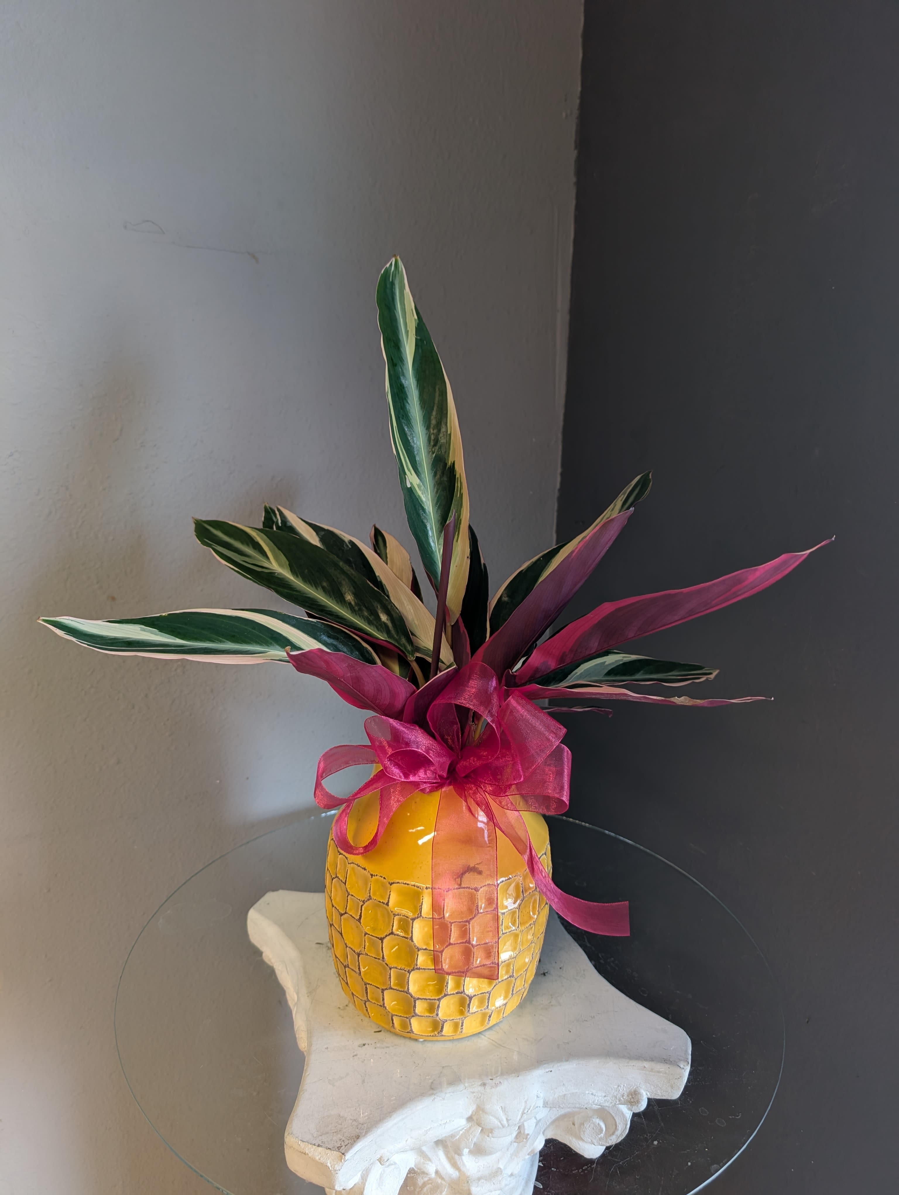 Yellow beauty #806 - Yellow pot featuring a beautifully striking calathea plant. 