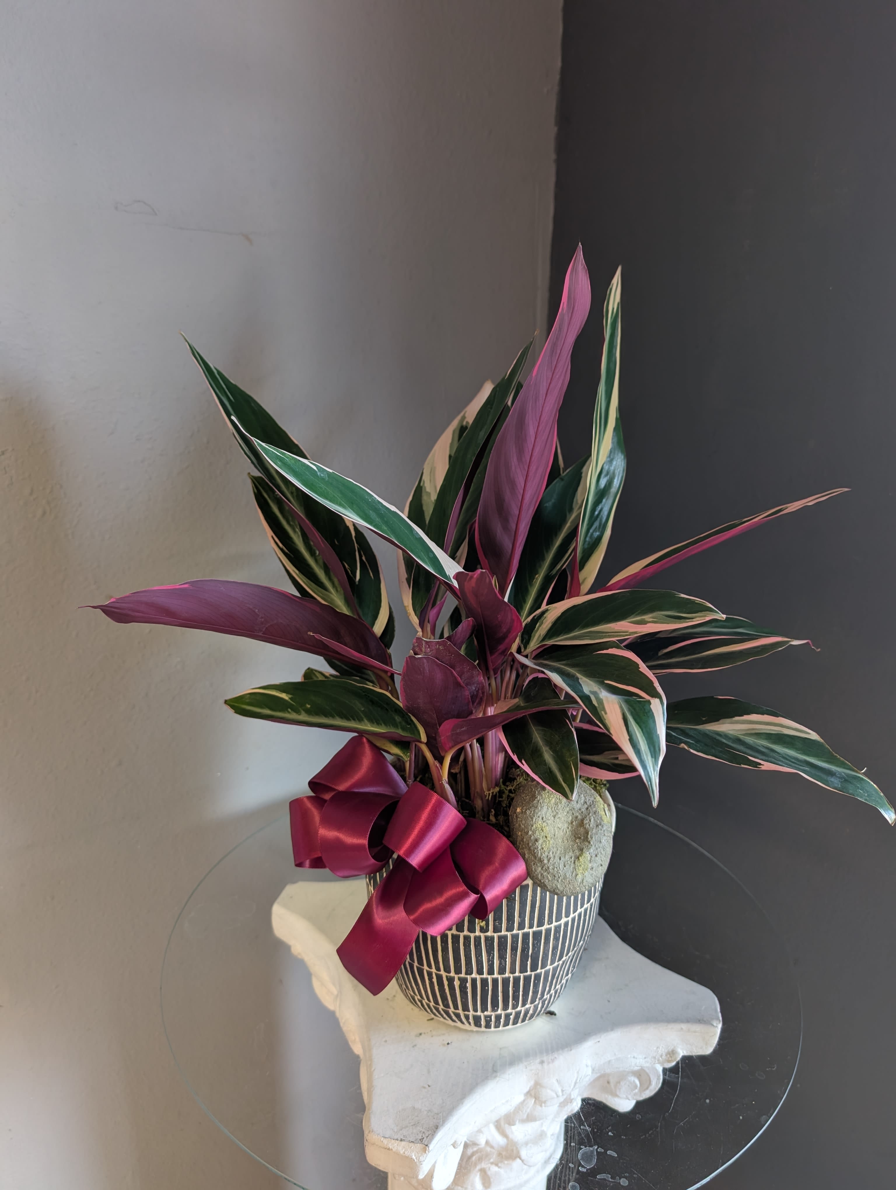 Striking calathea  - Calathea potted in a decorative striped container with a burgundy ribbon. 