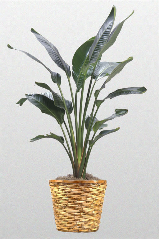 Tall green floor plant with broad leaves in a woven basket pot
