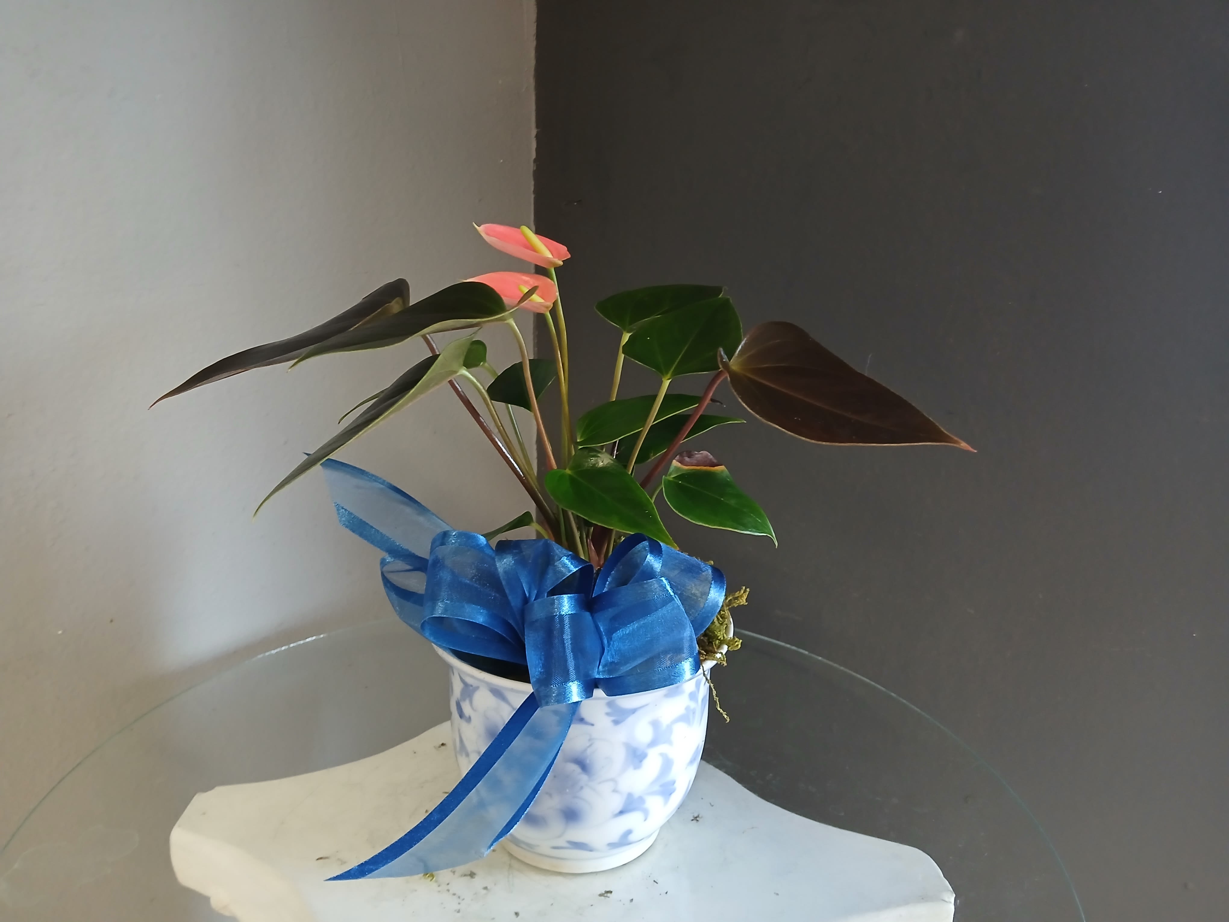 Anthurium  - Dainty peach anthurium in a blue and white floral vase