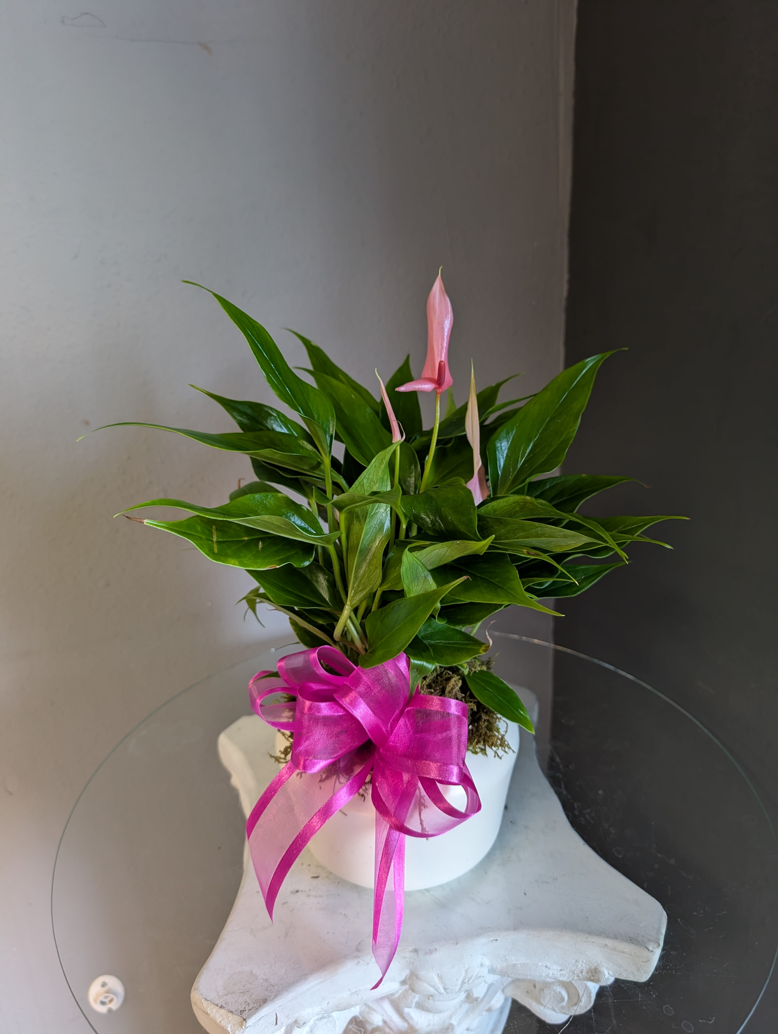 Small anthurium (pink, white dish)  - Small but beautiful pink anthurium. 