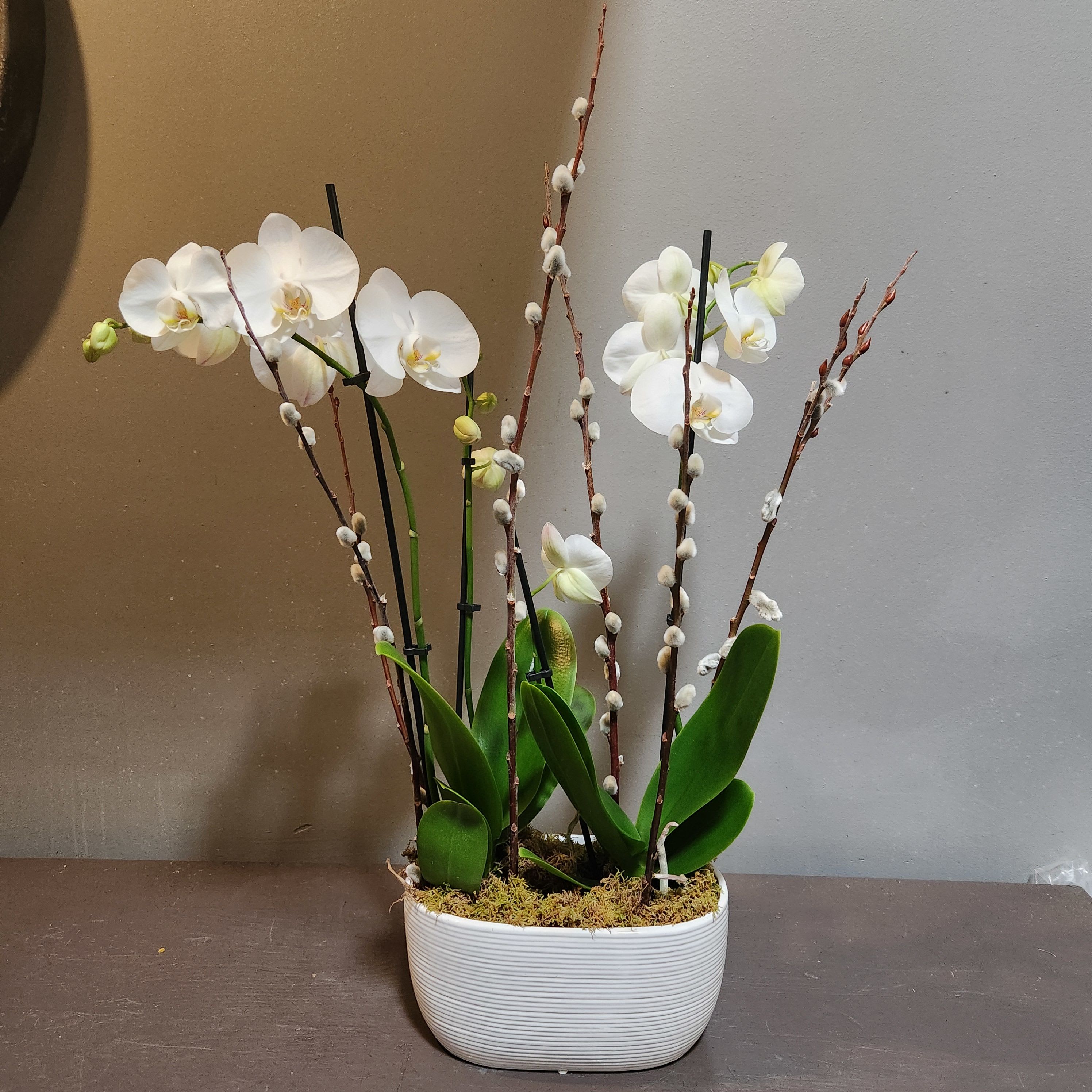 Plants: Orchid Duo - White - The perfect long-lasting gift - a duo of white orchid plants. Measures approx. 29"Tx10"W and arrives in a white ceramic pot.
