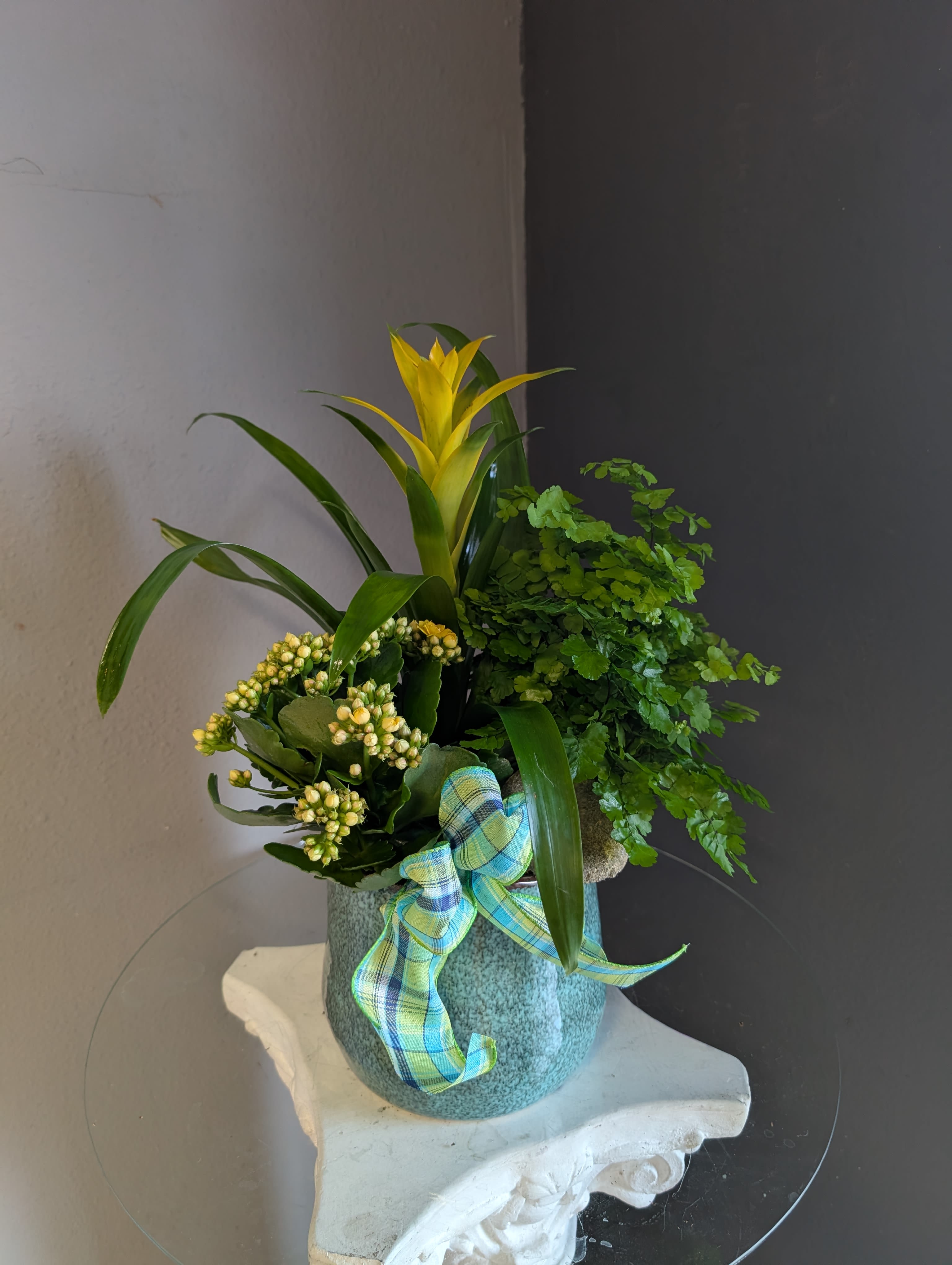 Plant mix (blue ceramic)  - Bromeliads, kalanchoe and fern all dressed up in a pot together. 