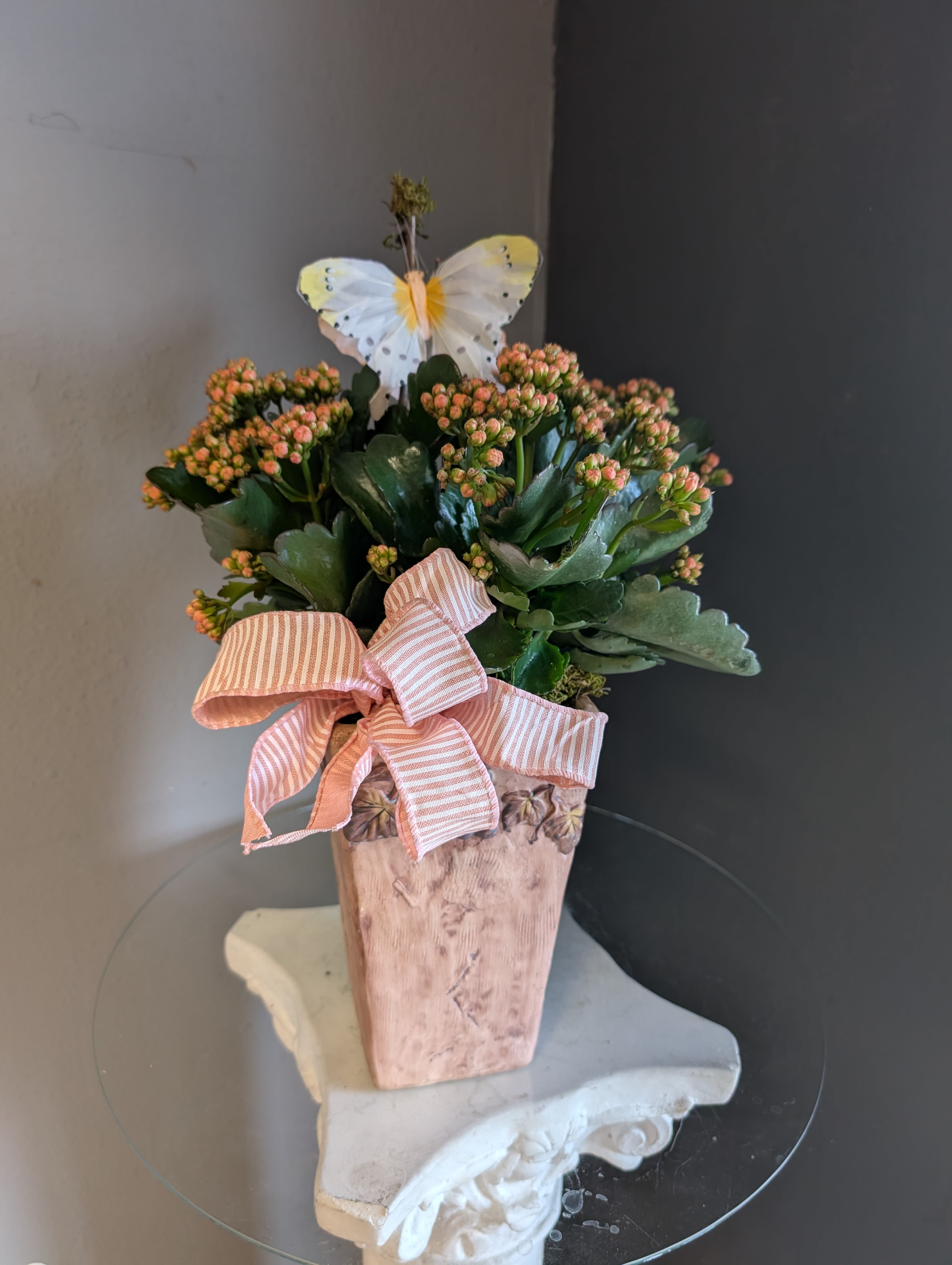 Kalanchoe #807 - Kalanchoe plants in a matching tall container with matching ribbon! 