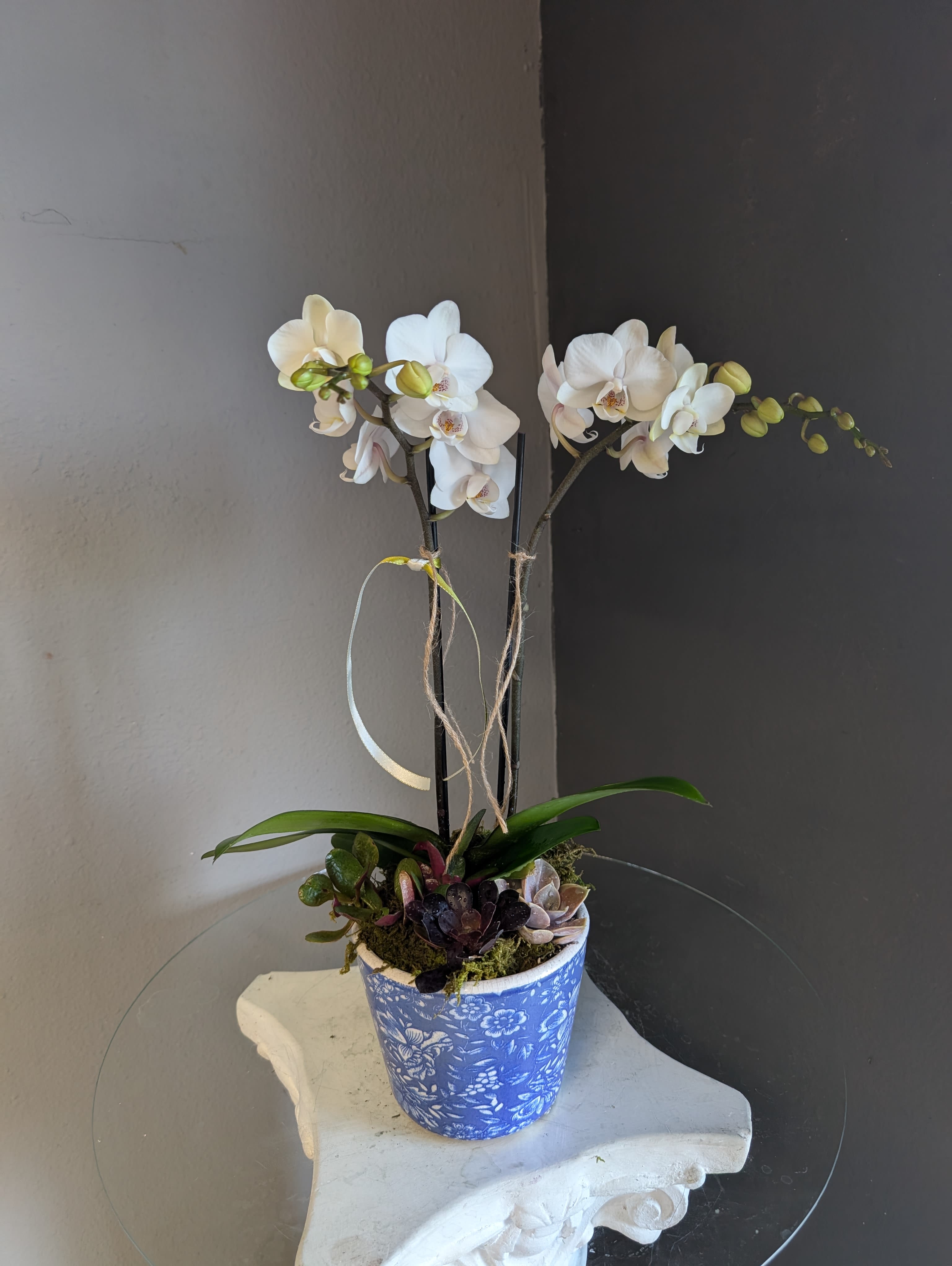 Mini white phalaenopsis orchid (blue and white ceramic)  - Potted phalaenopsis orchids in a decorative white and blue container. 