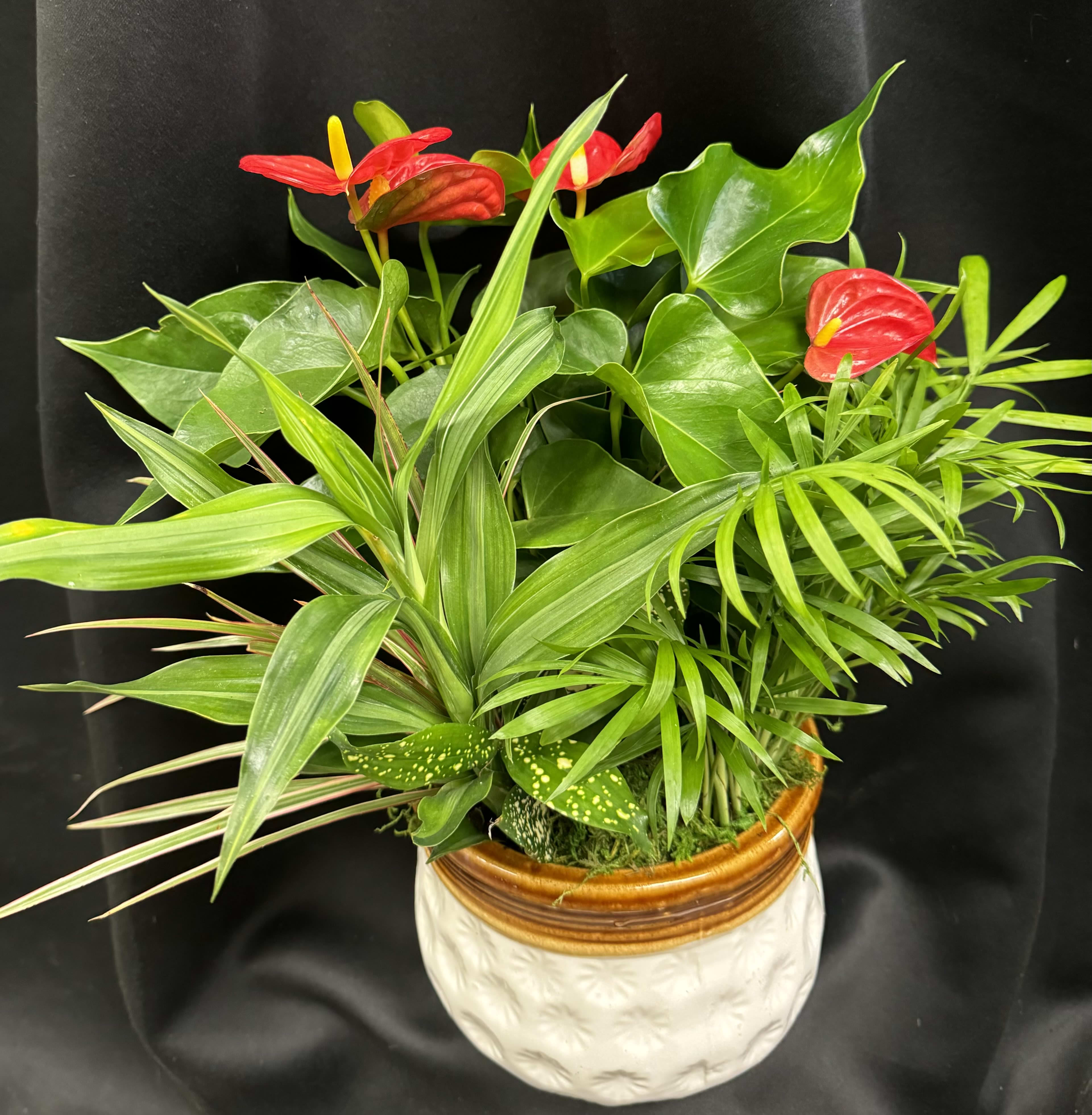 Tropical potted plant with red anthurium blooms in a ceramic pot