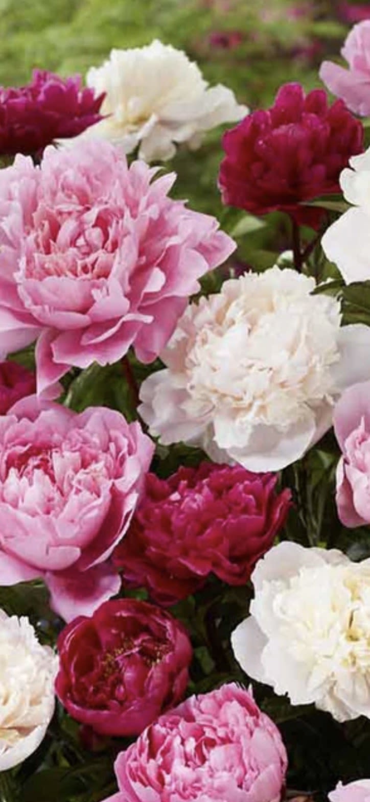 Mother's Day Peonies - It's Peony Time!! We are so excited to get to offer Peonies for Mother's Day this year! This arrangement is all Peonies mixed with greens for texture.