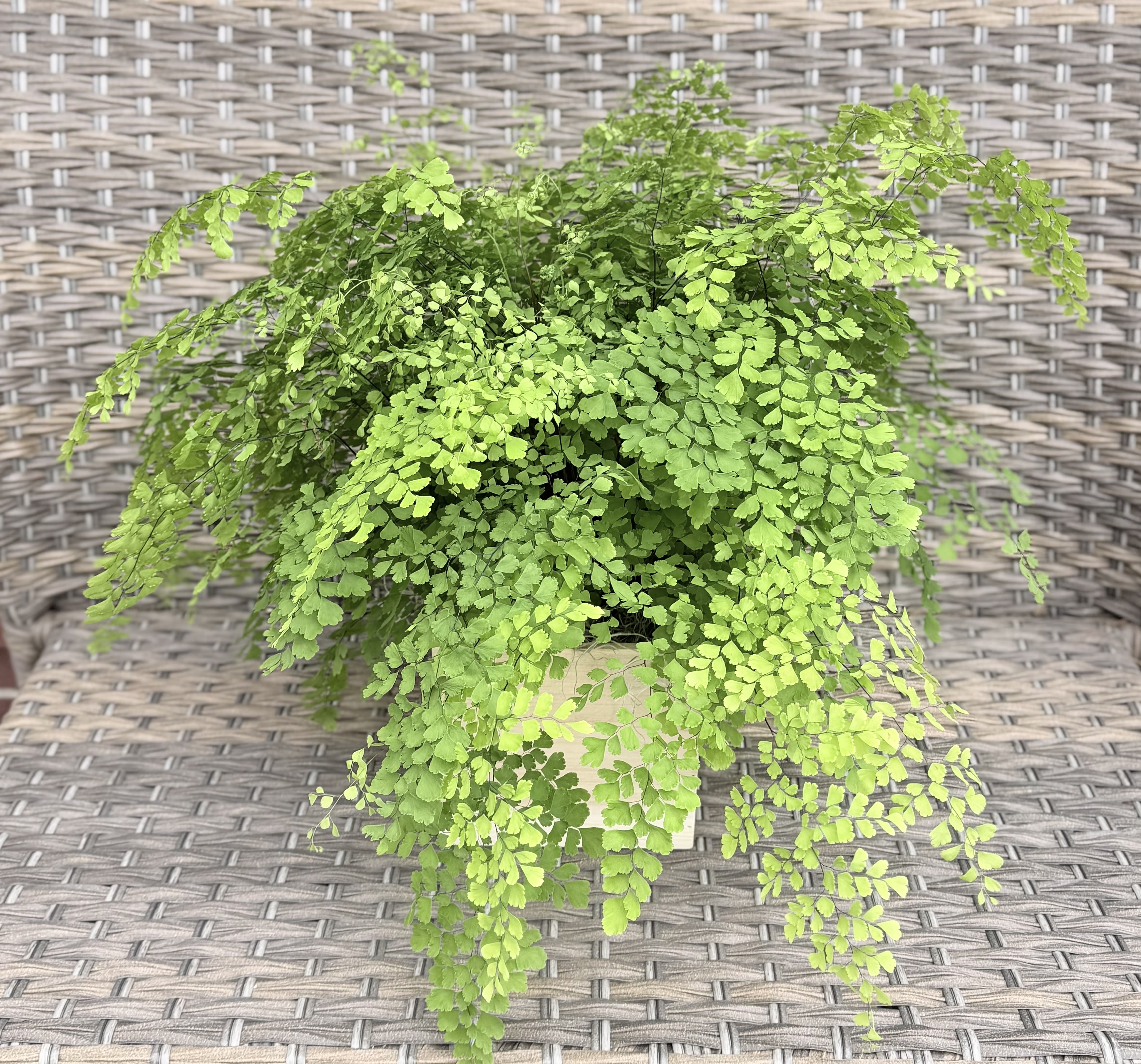 Maiden Hair Fern - This gorgeous airy fern is resting in a 6" wooden box and finished with a little Spanish moss. Perfect for that plant lover!