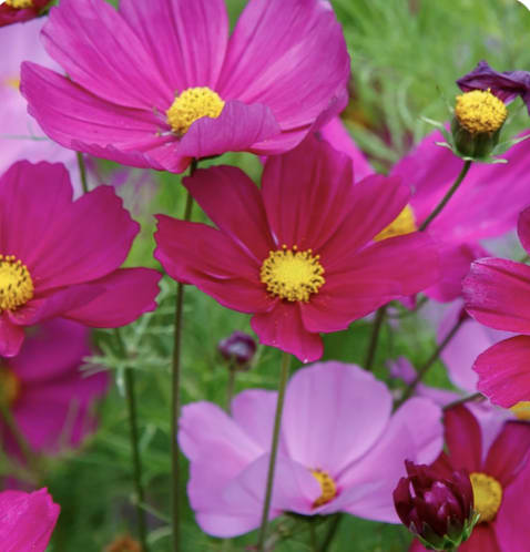 Cosmos Variety Seeds - this is a tin of a variety of colors, white, lavender, white with a lavender trim, and a darker berry (more limited) We are working on a double variety for season 2027