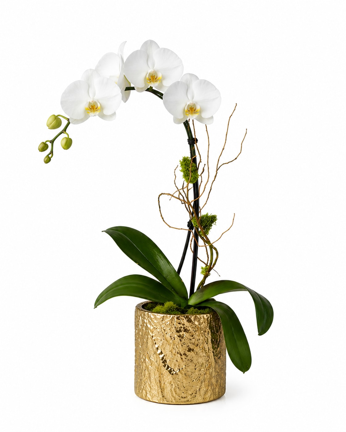 Classic White Orchid – Gold Vase | Elegant Designer’s Choice - Our Classic White Orchid is the definition of understated luxury. Designed with a graceful white phalaenopsis orchid and styled in a textured gold vase, this piece is perfect for a clean, modern look.  This is a Designer’s Choice orchid, meaning bloom count and natural shape may vary slightly, but the overall look, size, and elegance will remain consistent.  Ideal for Mother’s Day or any occasion where you want something that feels refined, long-lasting, and elevated.   Color: White  Style: Minimal, modern, elegant  Best for: “She loves clean, classic décor” 