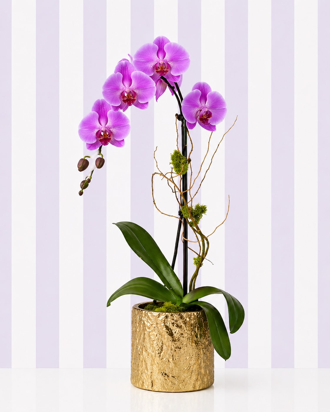 Vivid Purple Orchid – Gold Vase | Designer’s Choice - Our Vivid Purple Orchid features rich, vibrant tones that instantly stand out. Designed in a modern gold vase, this orchid brings a luxurious pop of color to any space.  As a Designer’s Choice orchid, each plant will be selected for freshness and quality, with slight natural variation in bloom count and stem shape.  This is a great option if you’re looking for something that feels modern, eye-catching, and a little more unique than traditional white.   Color: Purple  Style: Bold, modern, statement piece  Best for: “She loves color and something different”