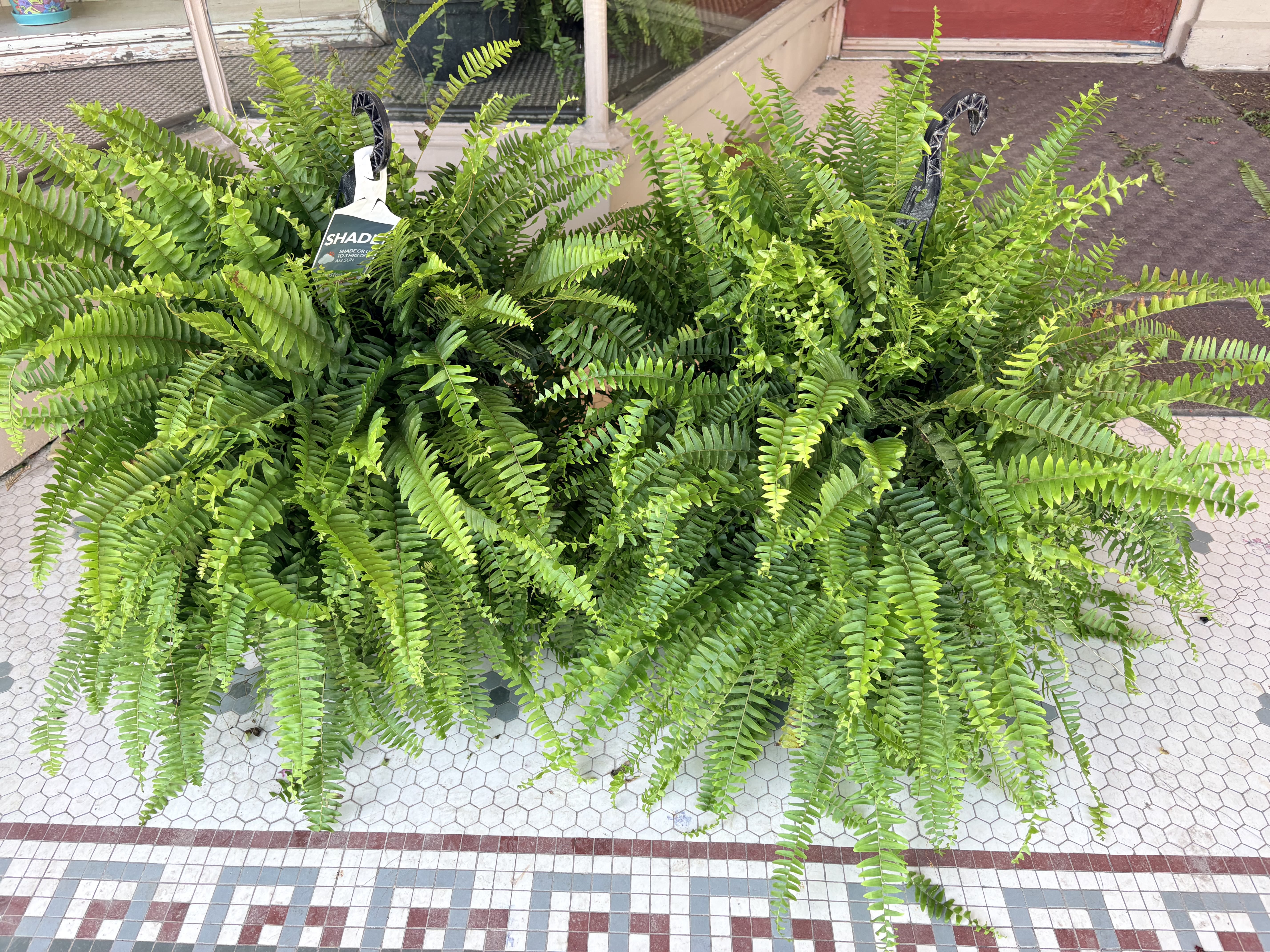 Boston Ferns -  12" Lush Boston fern plants with long arching fronds in black hanging baskets these are seasonal and NOT available during the winter months