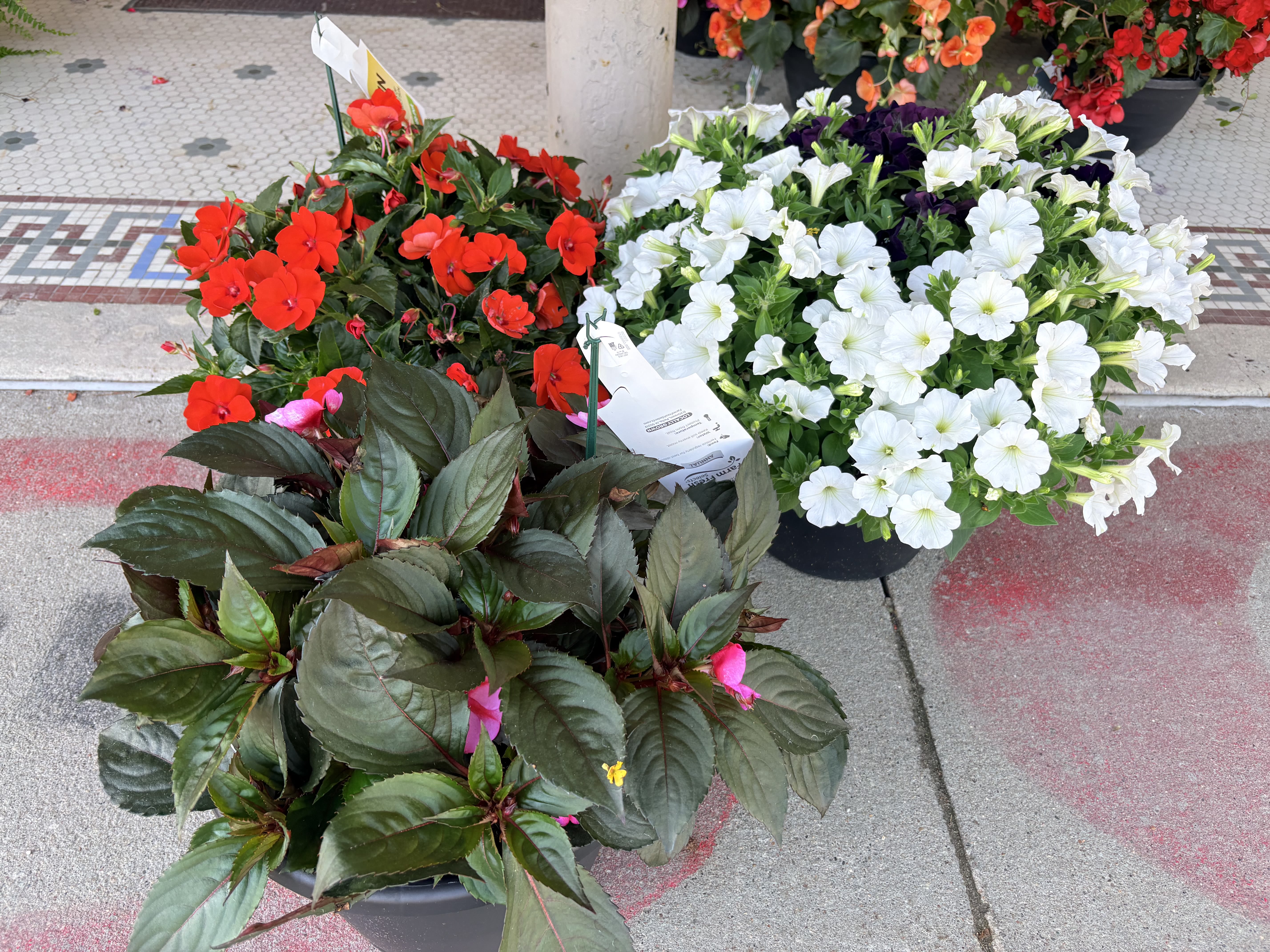 Blooming Porch Pots - 12" casual porch-ready trio of flowering potted plants in plastic nursery pots   Only available April-September