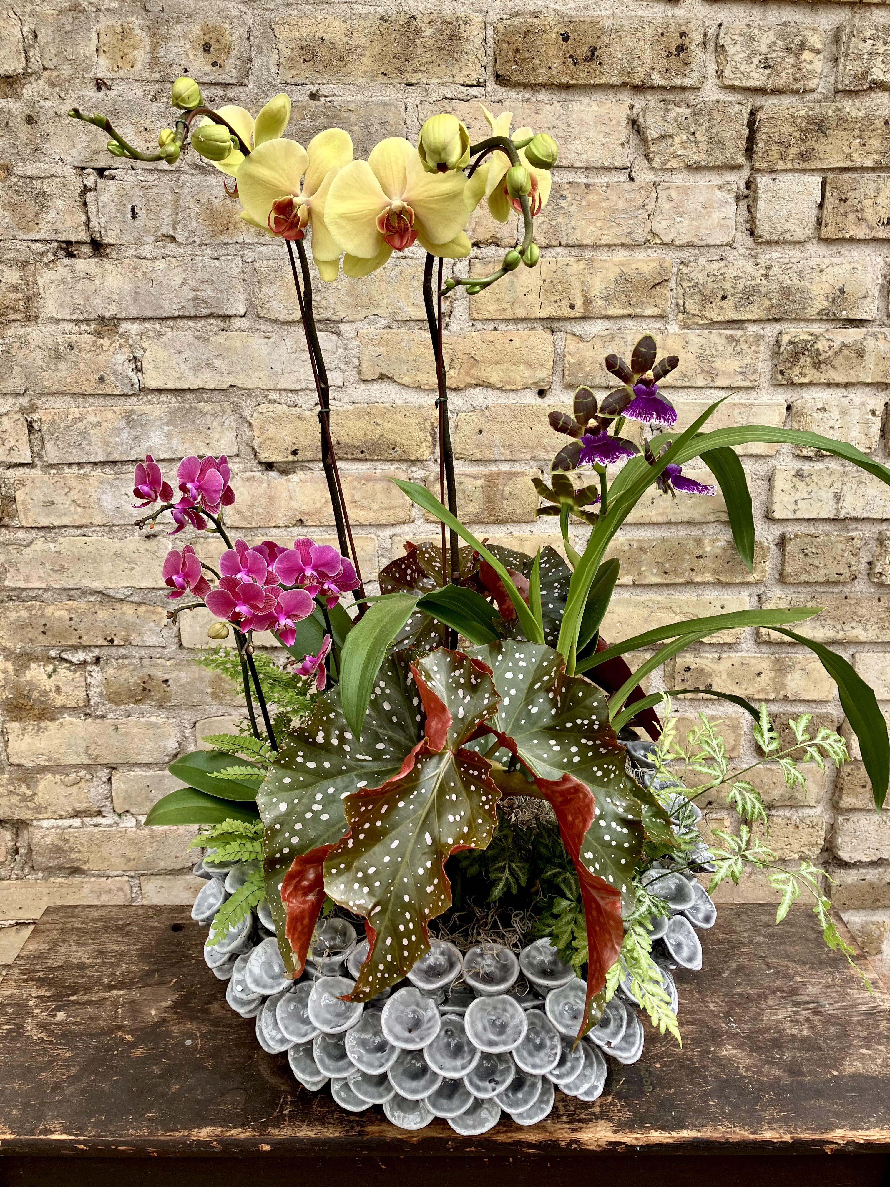 Velvet Crush - Unique Ceramic Container Set Up with an Assortment of Phalaenopsis Orchids, Zygopetalum Orchids, Angel Wing Begonias, and Fern Plants. An Incredibly Special Gift. 