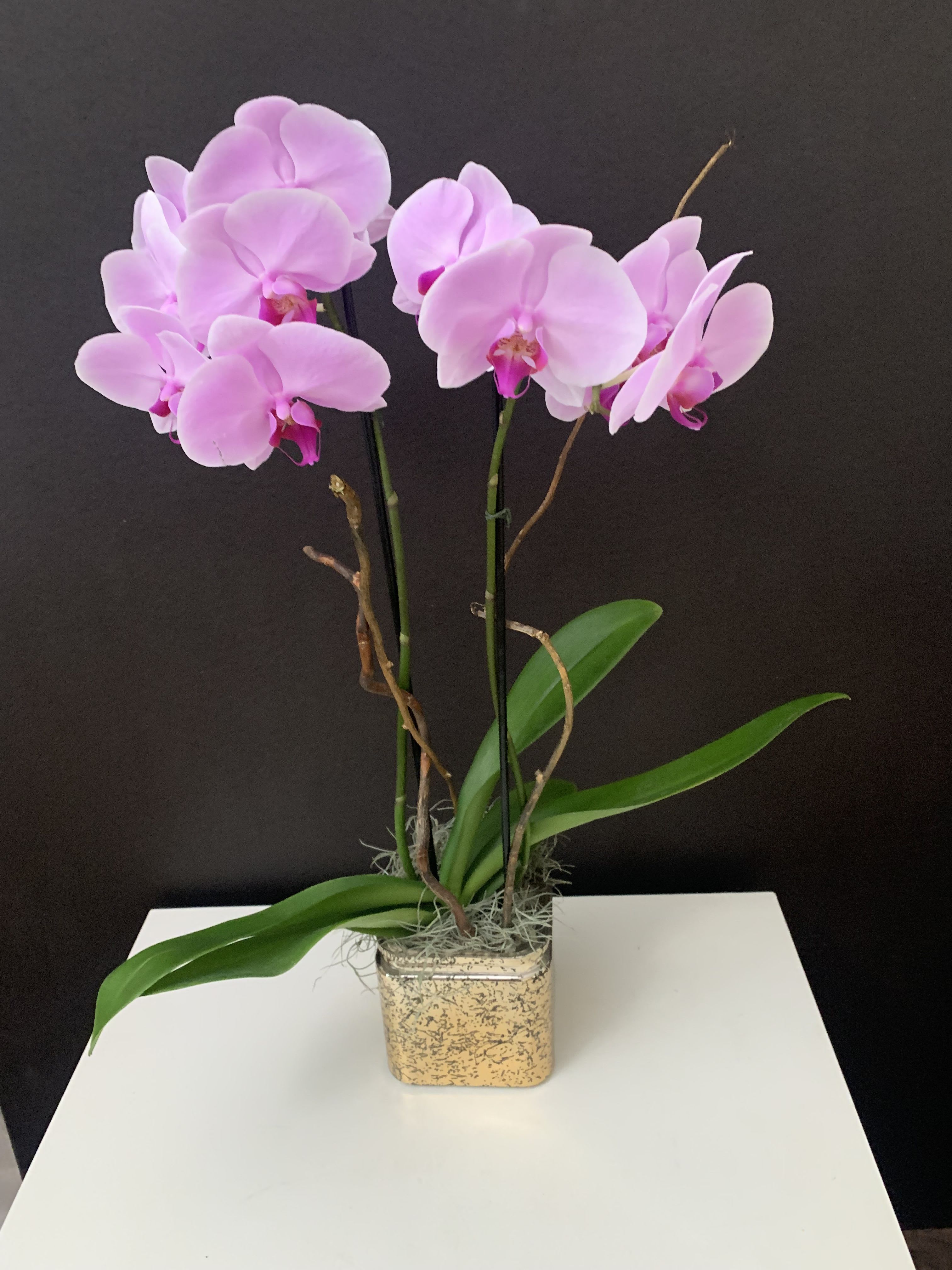 Mother’s Day ( Tender Look)  - Orchid Plants 