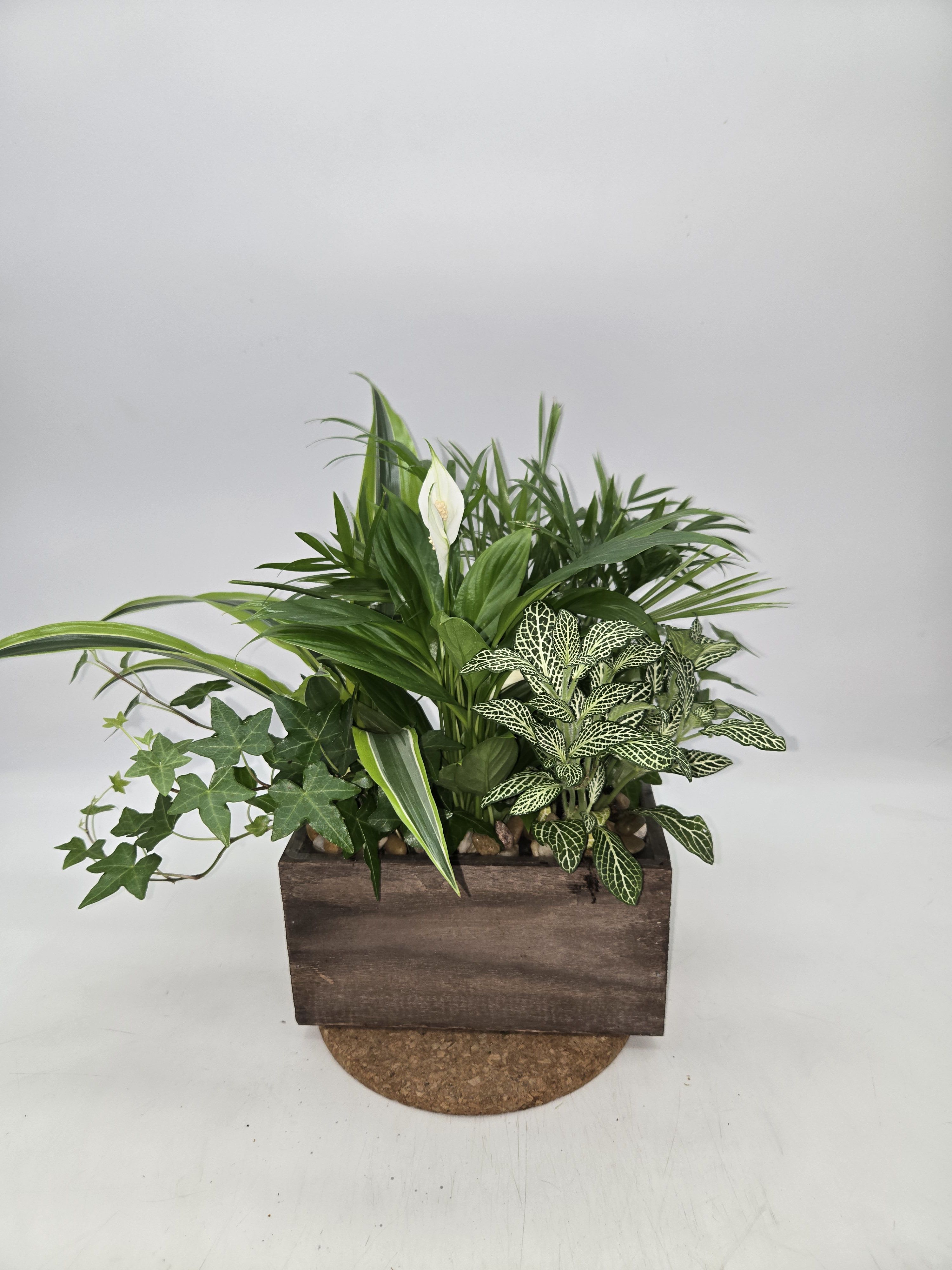 Teleflora's Quiet Expressions - Three of the most popular and most loved of all plants, beautifully presented in a stylish bamboo rectangle is a gift that will bring many days of joy.  This mix of spathiphyllum, ivy, dracena and maidenhair fern, accented with river rocks, is delivered in a brown bamboo rectangle 