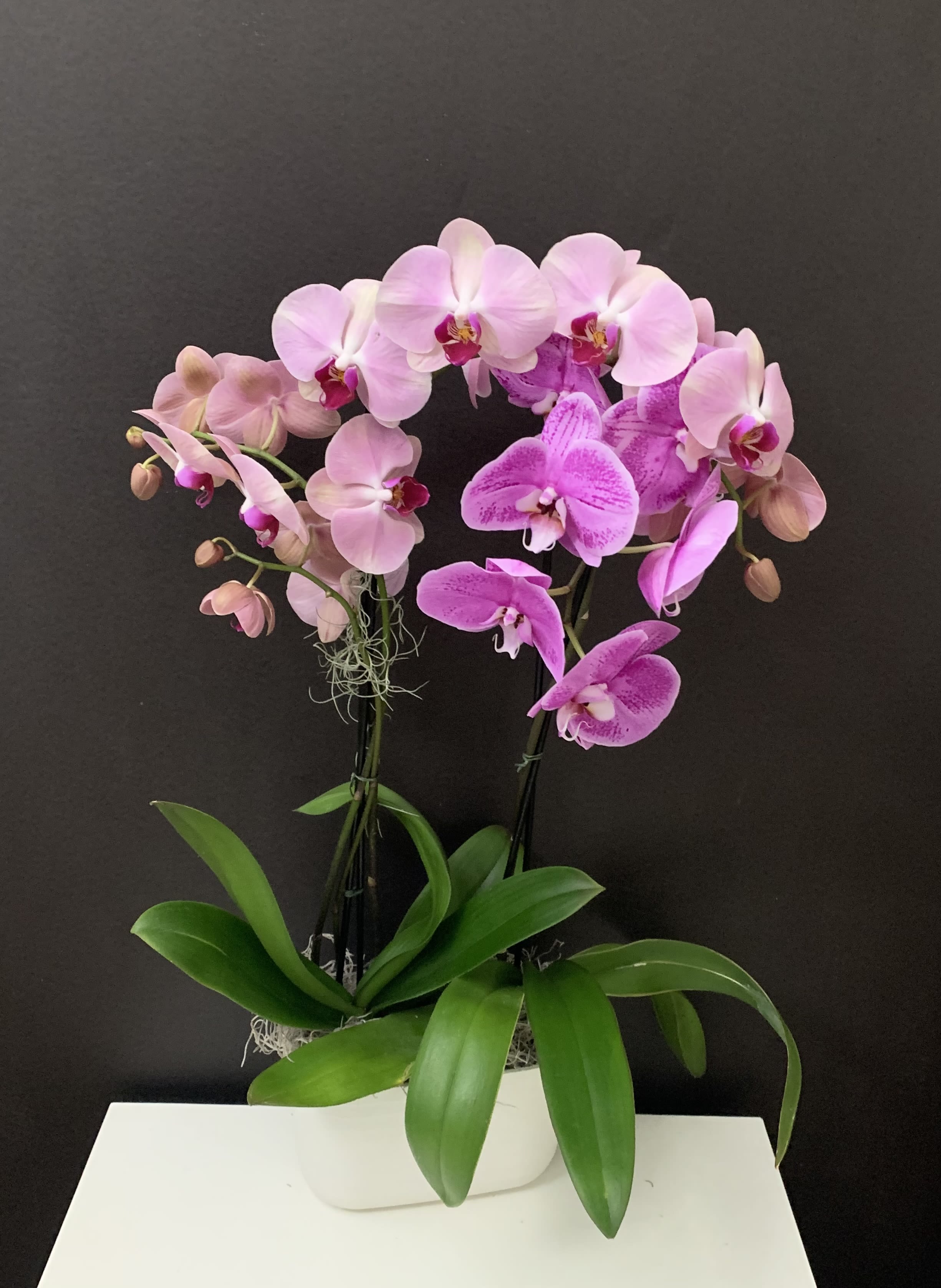 Orchids for Mama  - Orchid Plants 