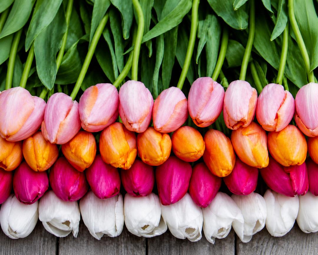 Designers Choice Tulips - Our designers select the freshest tulips sure to bring a smile to her face. Available in three sizes, Standard includes 10 mixed stems, Deluxe includes 20 mixed stems, and Premium includes 30 mixed stems, all presented in a vase for easy display. This is the kind of everyday bouquet that makes someone feel genuinely seen-bright, simple, and joyful-ideal for sending as a seasonal surprise or a thoughtful pick-me-up.