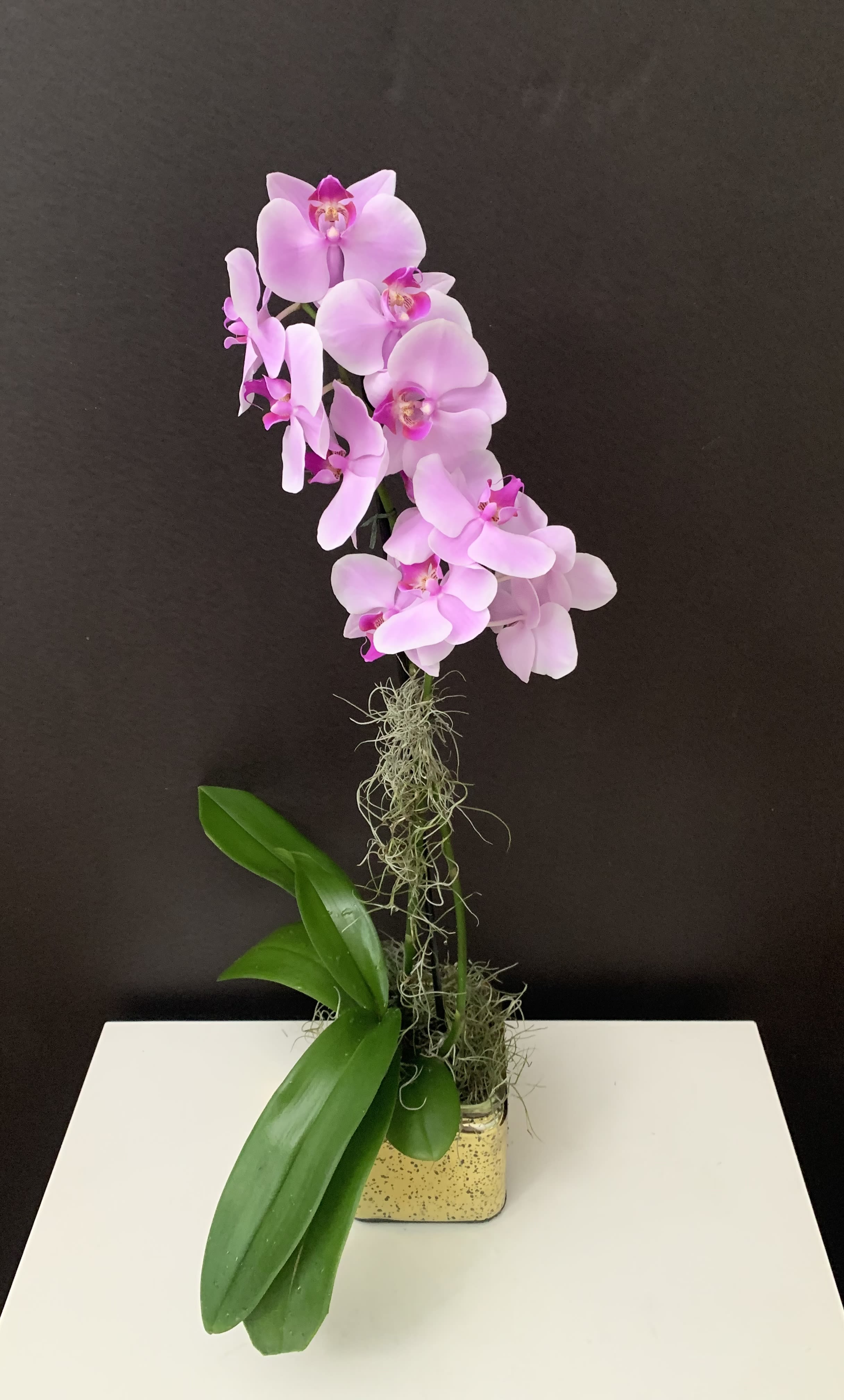 Mama’s Orchids - Orchid plants 