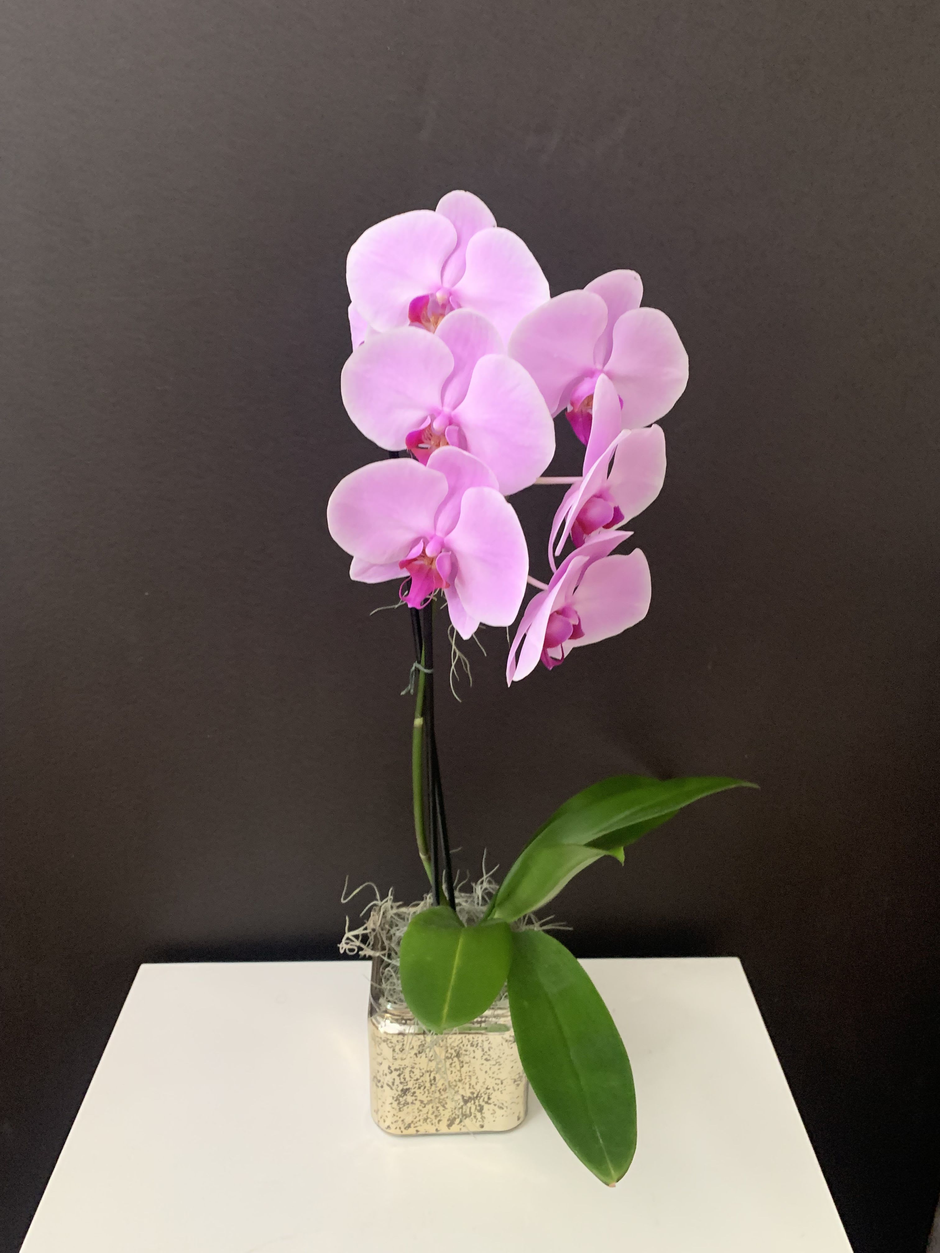 Love Mama - Orchid plant 
