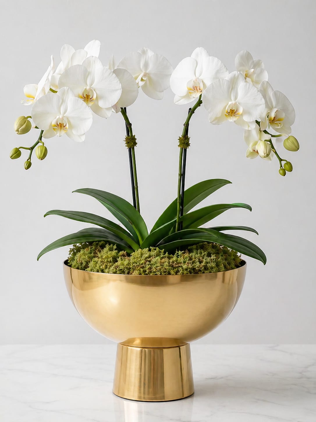 White Orchid Garden – Double Stem | Luxe Gold Bowl - Our White Orchid Garden is a lush, multi-stem orchid design that brings a clean, elevated look to any space.  Arranged in a modern gold compote bowl, this piece combines timeless white blooms with a fuller, more luxurious silhouette, making it one of our most versatile and giftable options.  As a Designer’s Choice orchid, each piece will be crafted for balance and beauty using the freshest available plants.   Color: White  Style: Classic, full, refined  Best for: “She loves timeless elegance