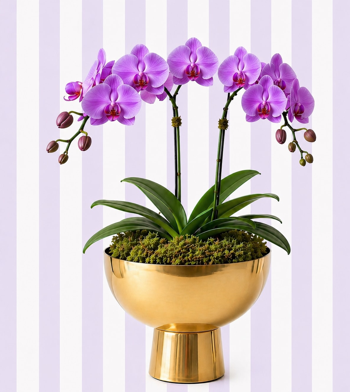 Purple Orchid Garden – Double Stem | Luxe Gold Bowl - Our Purple Orchid Garden is a fuller orchid design featuring multiple stems in rich purple tones, arranged in a sleek gold compote bowl for a modern, high-end look.  This design offers more presence than a traditional single orchid, making it perfect when you want a gift that feels impactful and elevated.  Each arrangement is Designer’s Choice, ensuring premium quality with slight natural variation in bloom count and stem shape.   Color: Purple  Style: Bold, full, statement arrangement  Best for: “She loves something vibrant and luxe”