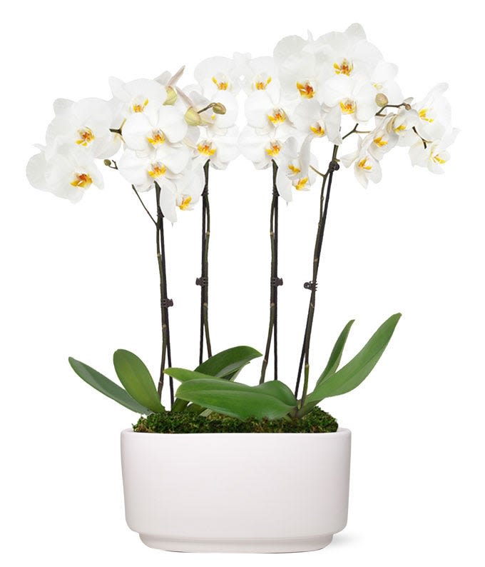 Orchids for Mom setof 4  - These pristine orchids truly stop the show and are sure to be the center of attention in any situation! The white ceramic container gives just the luxury necessary to make blooms stand out to their full potential.  COLORS MAY VARY UPON AVAILABILITY