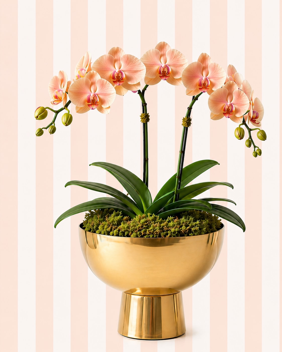Peach Orchid Garden – Double Stem | Luxe Gold Bowl - Our Peach Orchid Garden features a fuller, more luxurious look with multiple stems of soft peach orchids arranged in a modern gold compote bowl.  This elevated design creates a low, lush silhouette, making it perfect for coffee tables, dining spaces, or as a standout Mother’s Day gift.  As a Designer’s Choice orchid, bloom count and exact placement may vary slightly, but the overall fullness, color palette, and high-end style will remain consistent.   Color: Peach / soft coral  Style: Full, lush, elevated  Best for: “She loves something a little more grand”