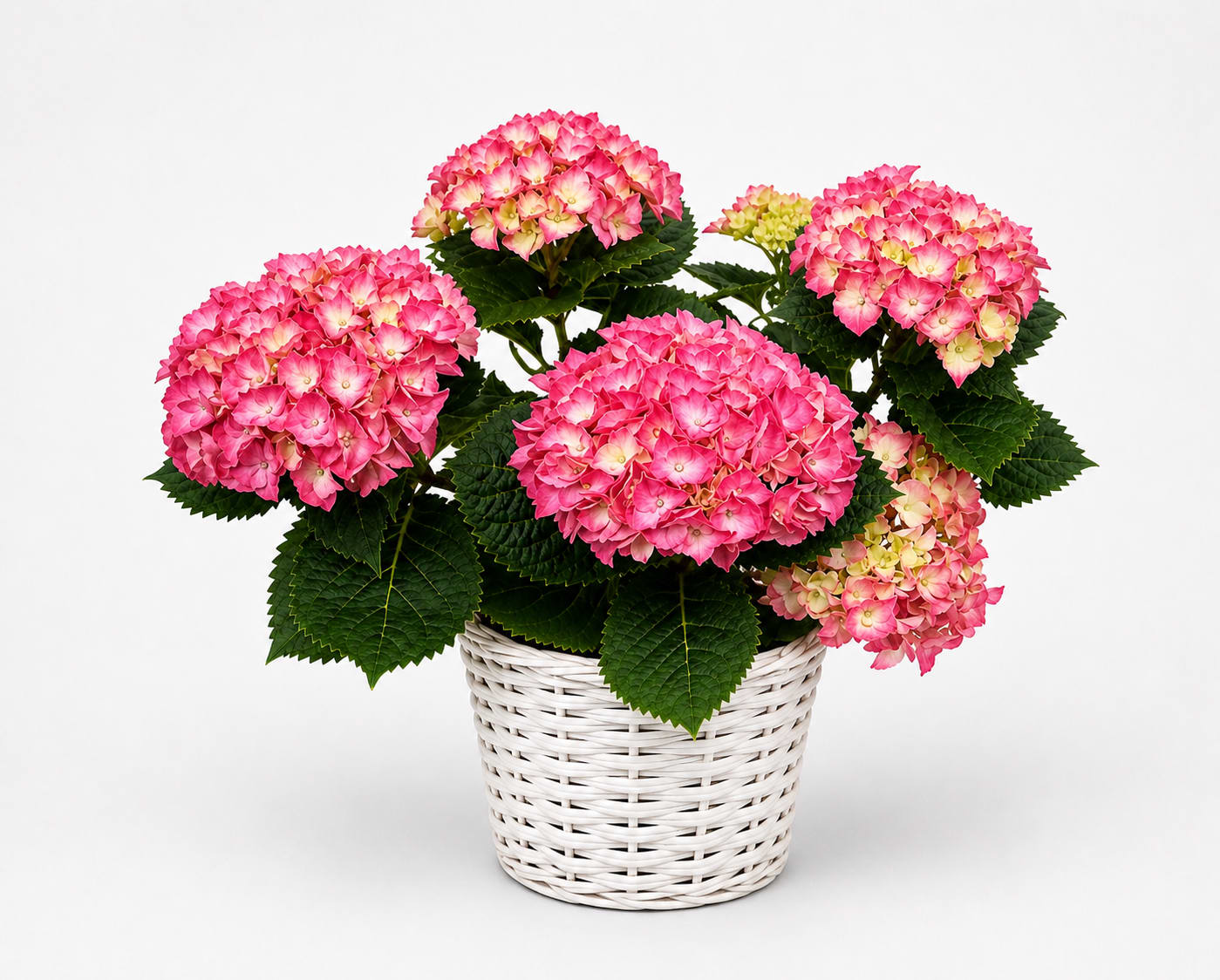 Hydrangea Plant - Make her day everyday with this live lush pink blooming hydrangea plant.