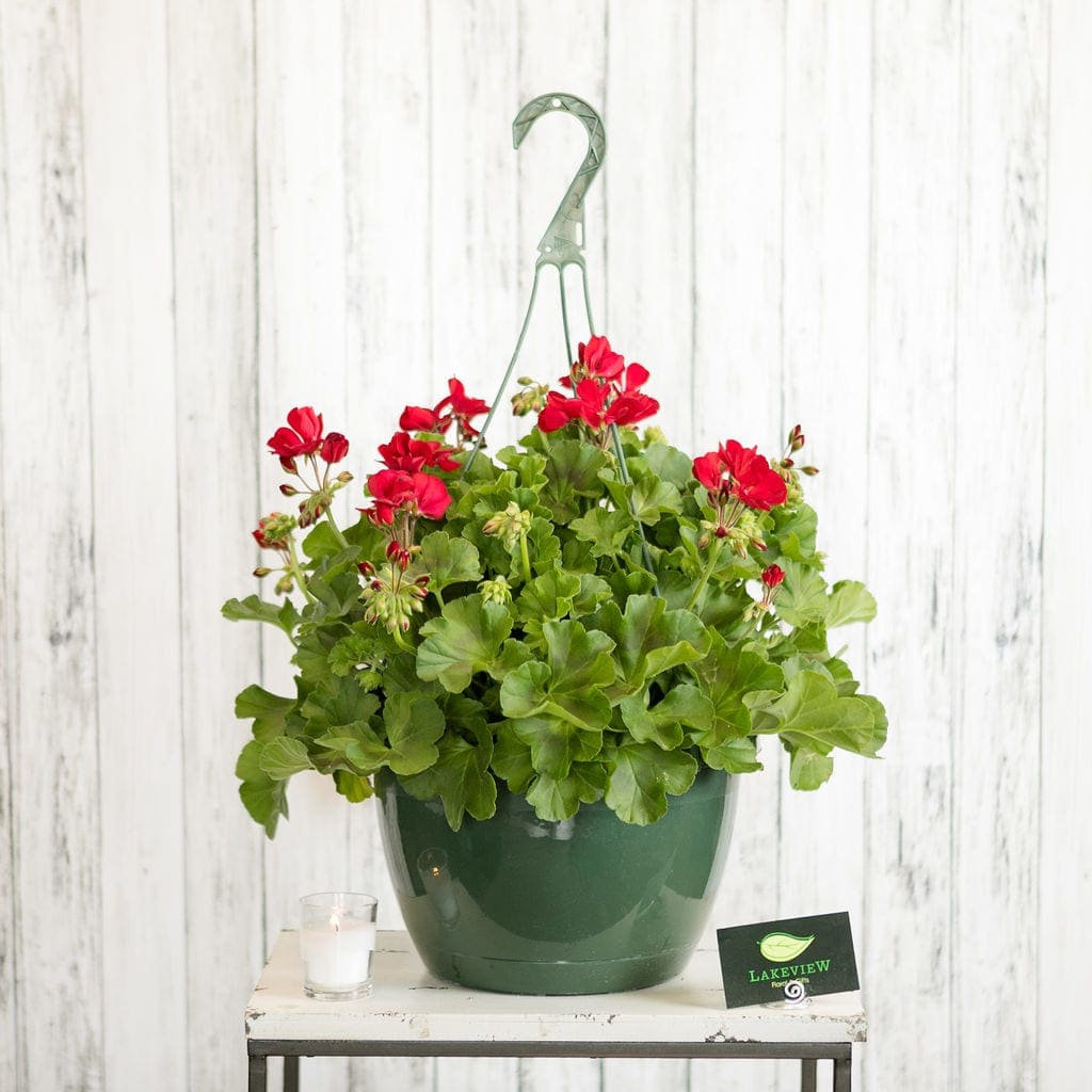 Potted geranium plant with red blooms in a hanging green container