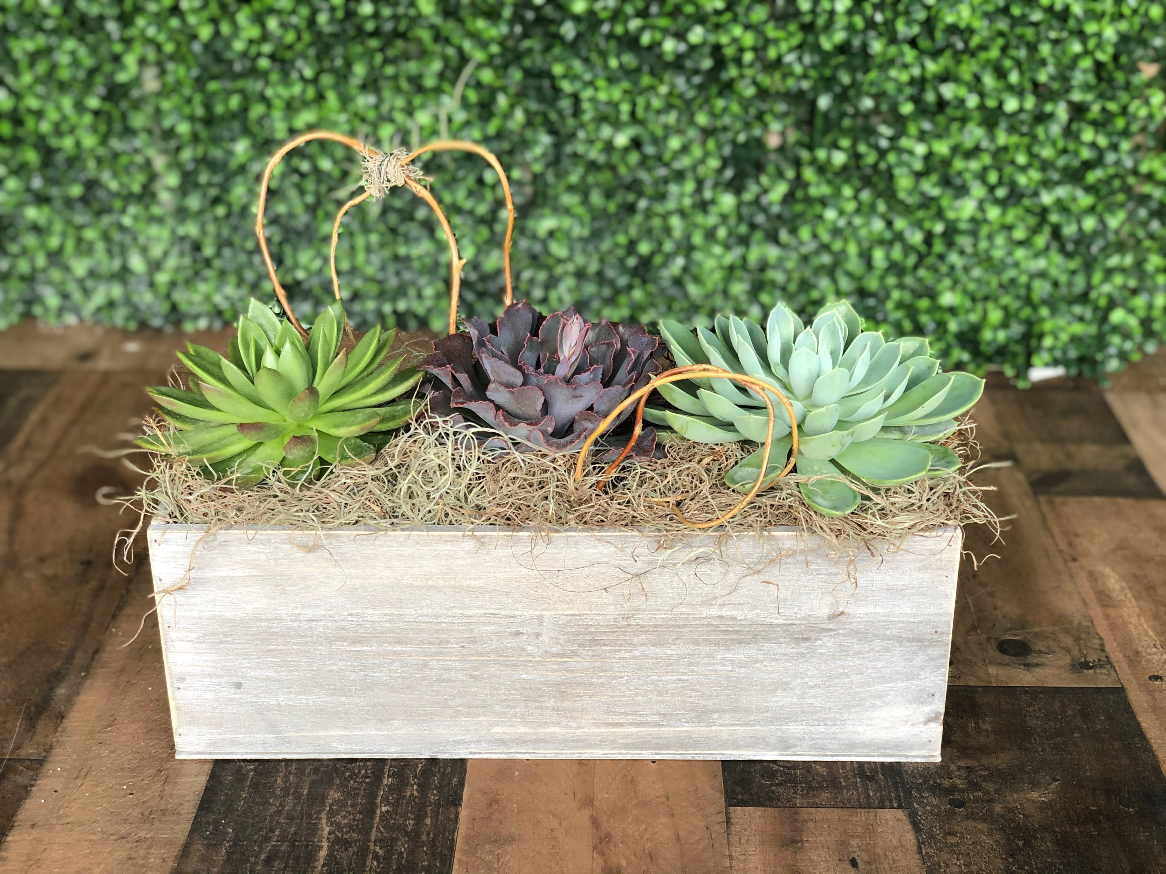 SUCCULENTS IN A WOODEN CONTAINER  - A fresh mix of assorted succulents in a decorative wooden container.