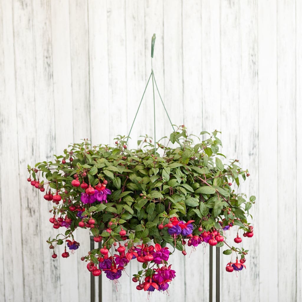 Hanging basket of trailing pink and purple fuchsia flowers
