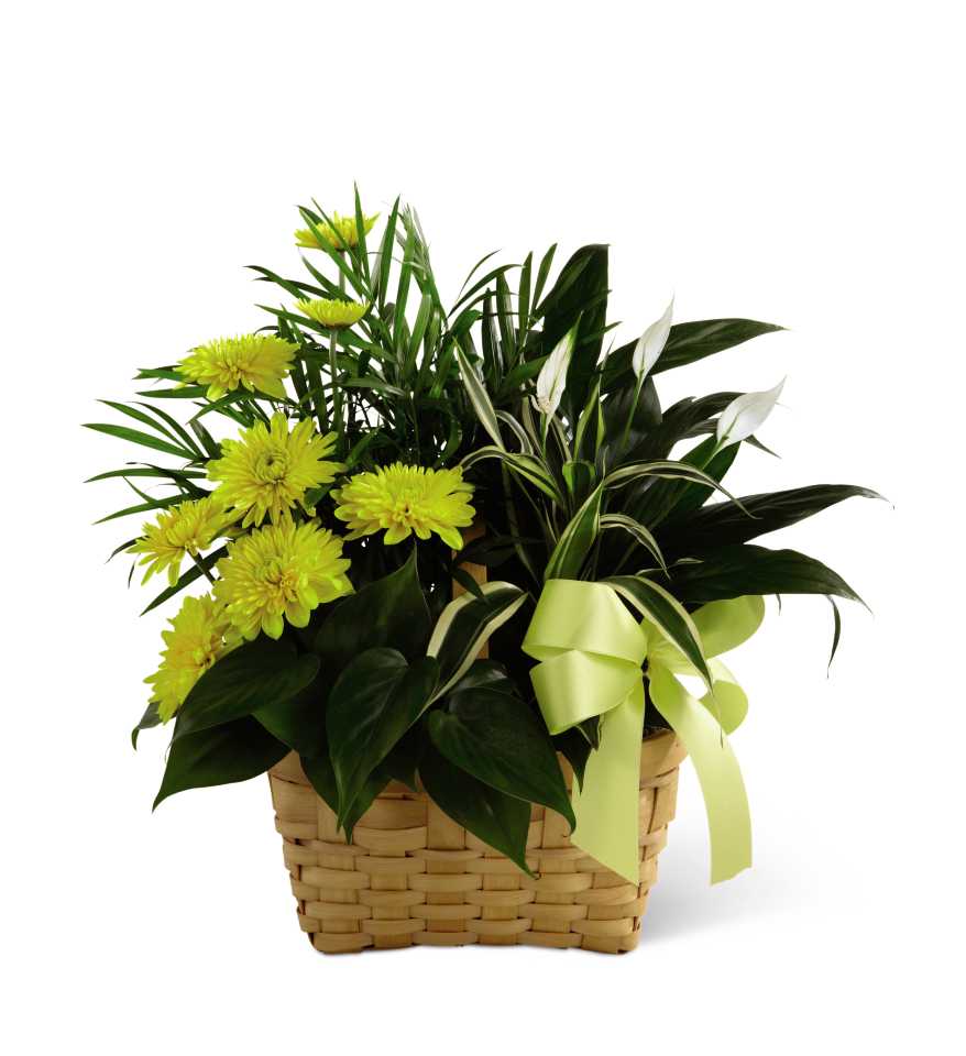 Yellow chrysanthemums in a woven basket with a green ribbon
