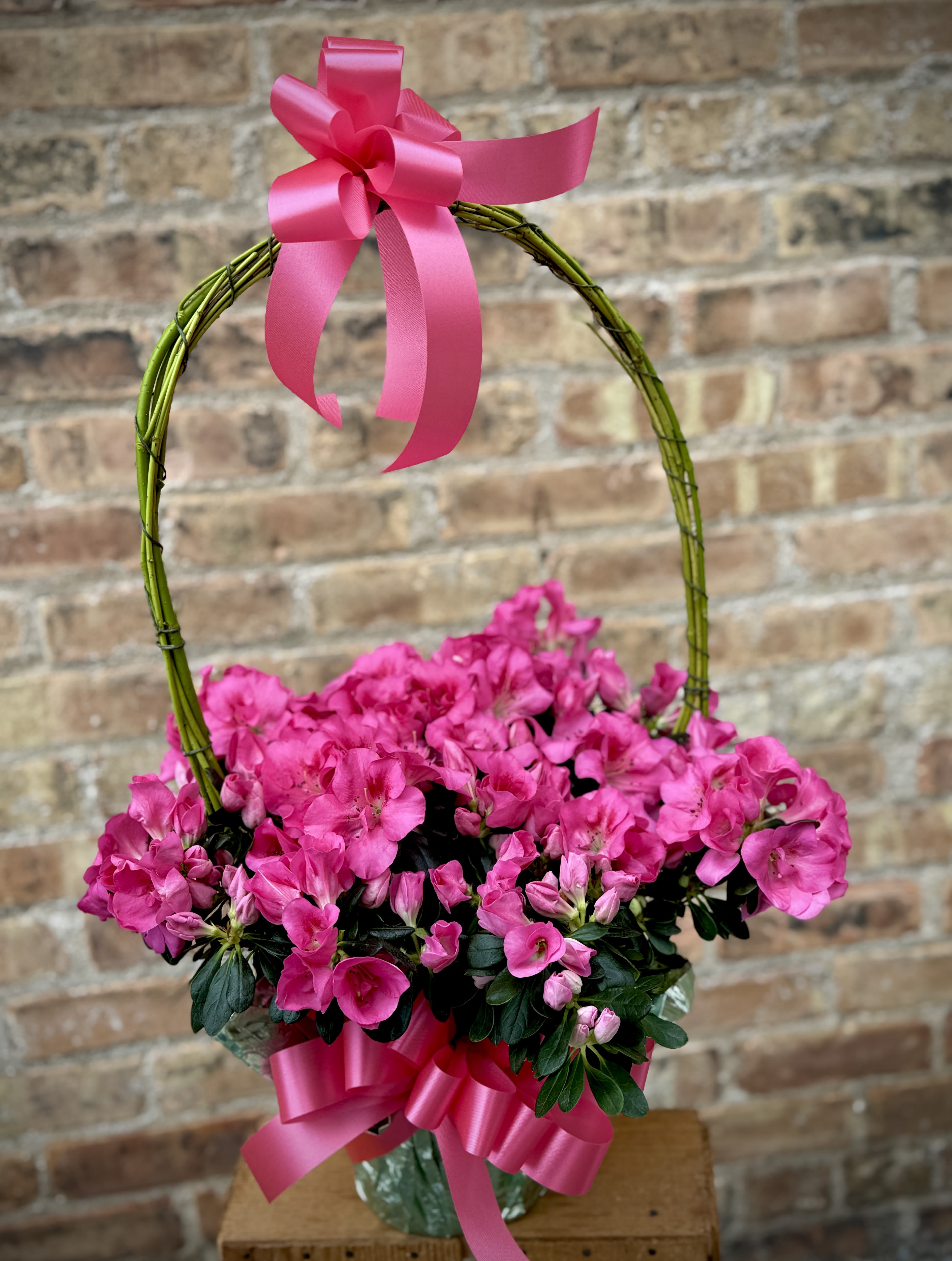 Azalea Pink (Indoor Plant 1 Available) - This adorable indoor azalea plant is GORGEOUS! A faux handle gives this azalea a "WOW" factor. What a wonderful gift! Planted in a 6" pot decorated with foil. Approximately 24" H.  We are proud to deliver our flower creations to the Kenosha, Somers, and Pleasant Prairie areas. With over 55 years of combined flower design experience in Kenosha, Wisconsin, A Summer's Garden Florist and Gifts is the perfect choice for the freshest flowers, most creative design, and exceptional customer service.