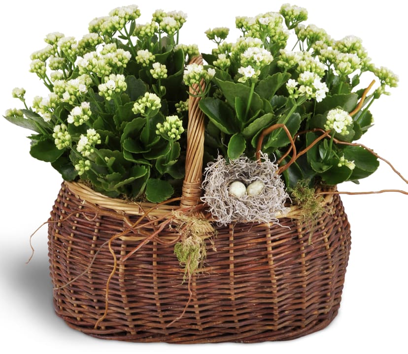Blooming plants double - The baskets we have are white and we like to make a combo of two types of blooming plants. This is the perfect gift for the plant person. 