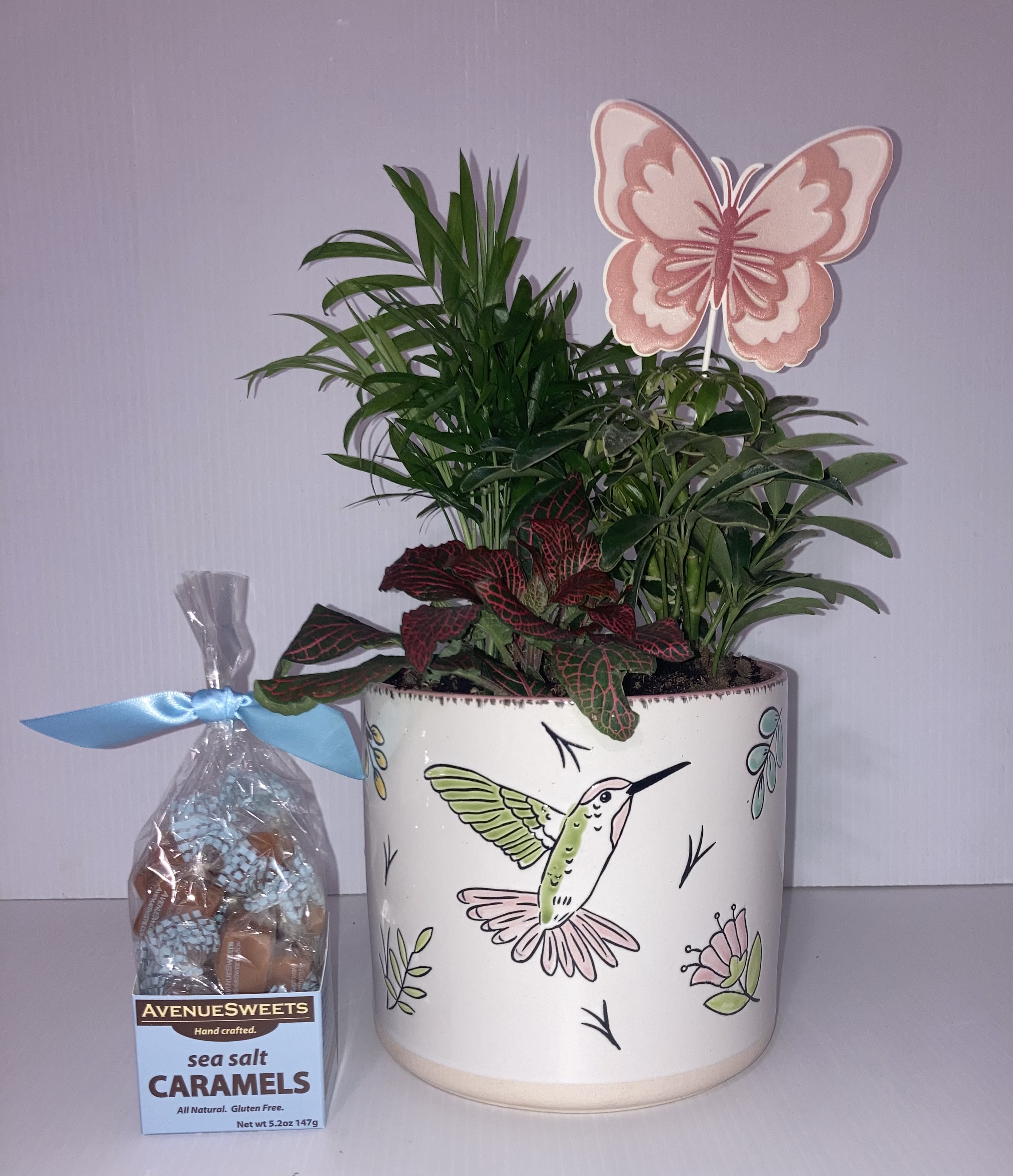 Mothers Day Plant with Caramels - Beautiful Humming Bird pot with a stylish plant and Delicious Caramels just for Mom