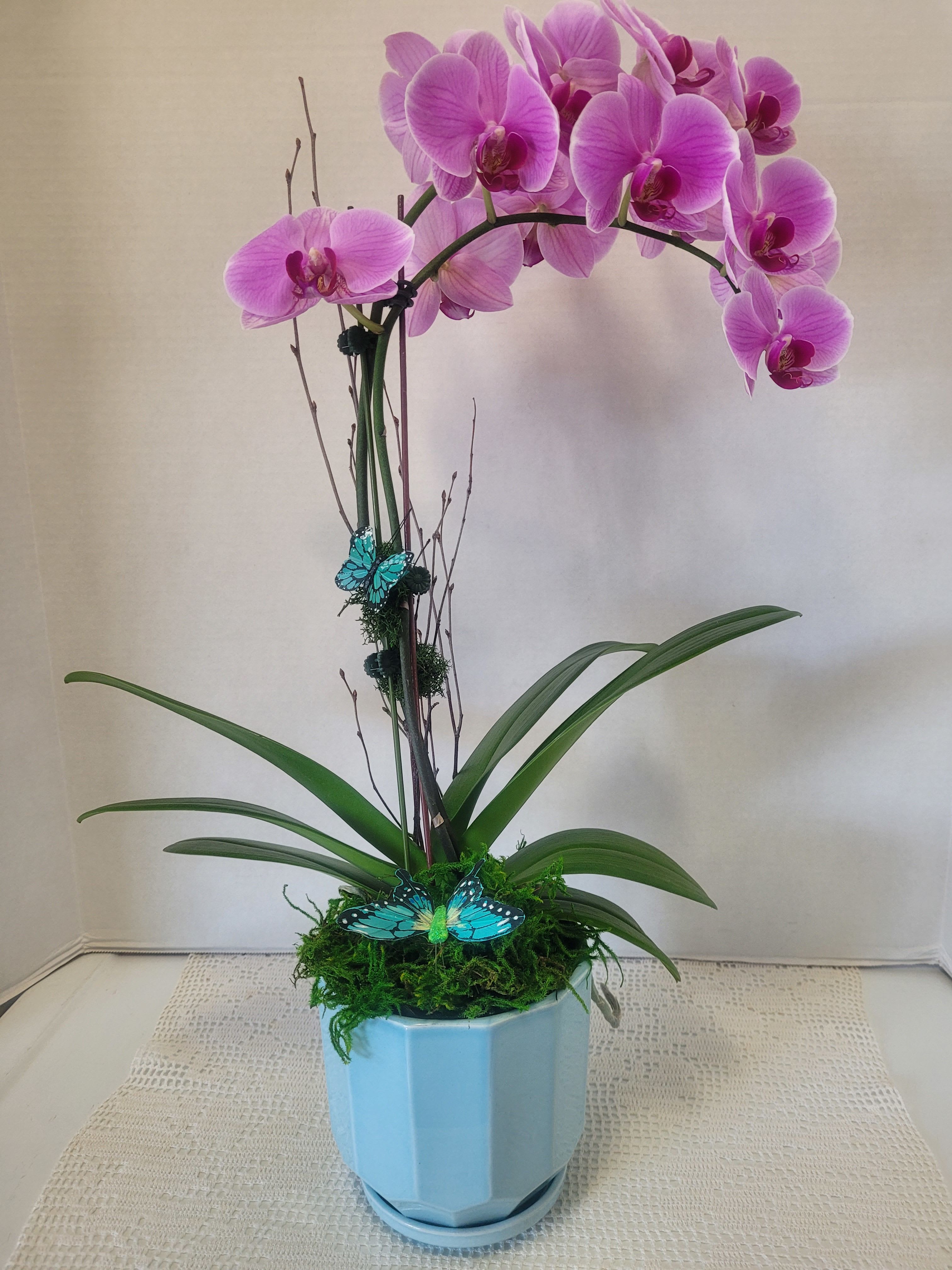 Purple Single Stem Cascading  - A beautiful cascading Phalaenopsis orchid featured in a decorative ceramic pot. Saucer is attached. Ideal for any occasion. 