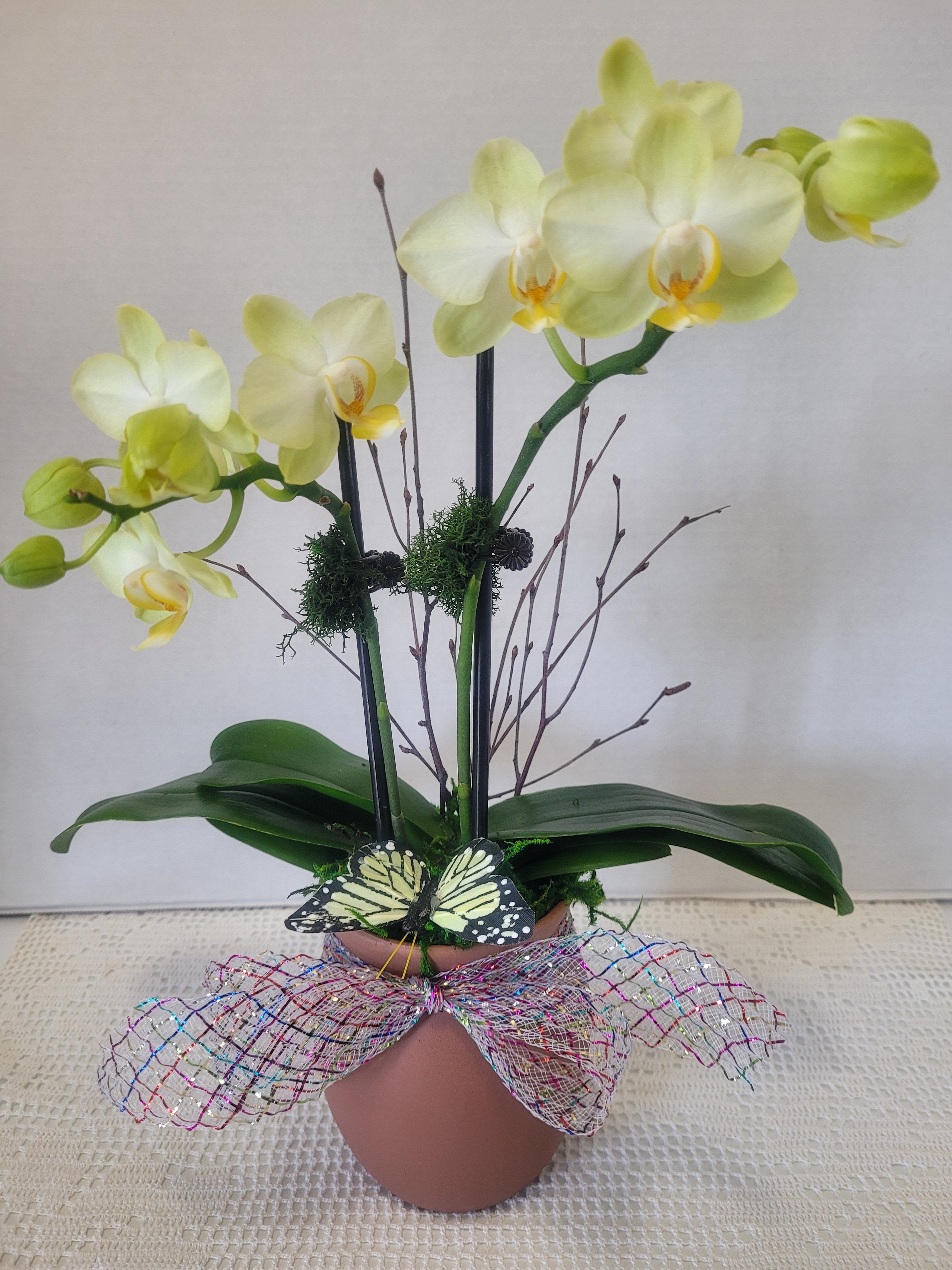 Petite Yellow  - A petite double stem orchid featured in a terracotta urn. The color is delicate and very elegant. An ideal gift for anyone or any occasion.