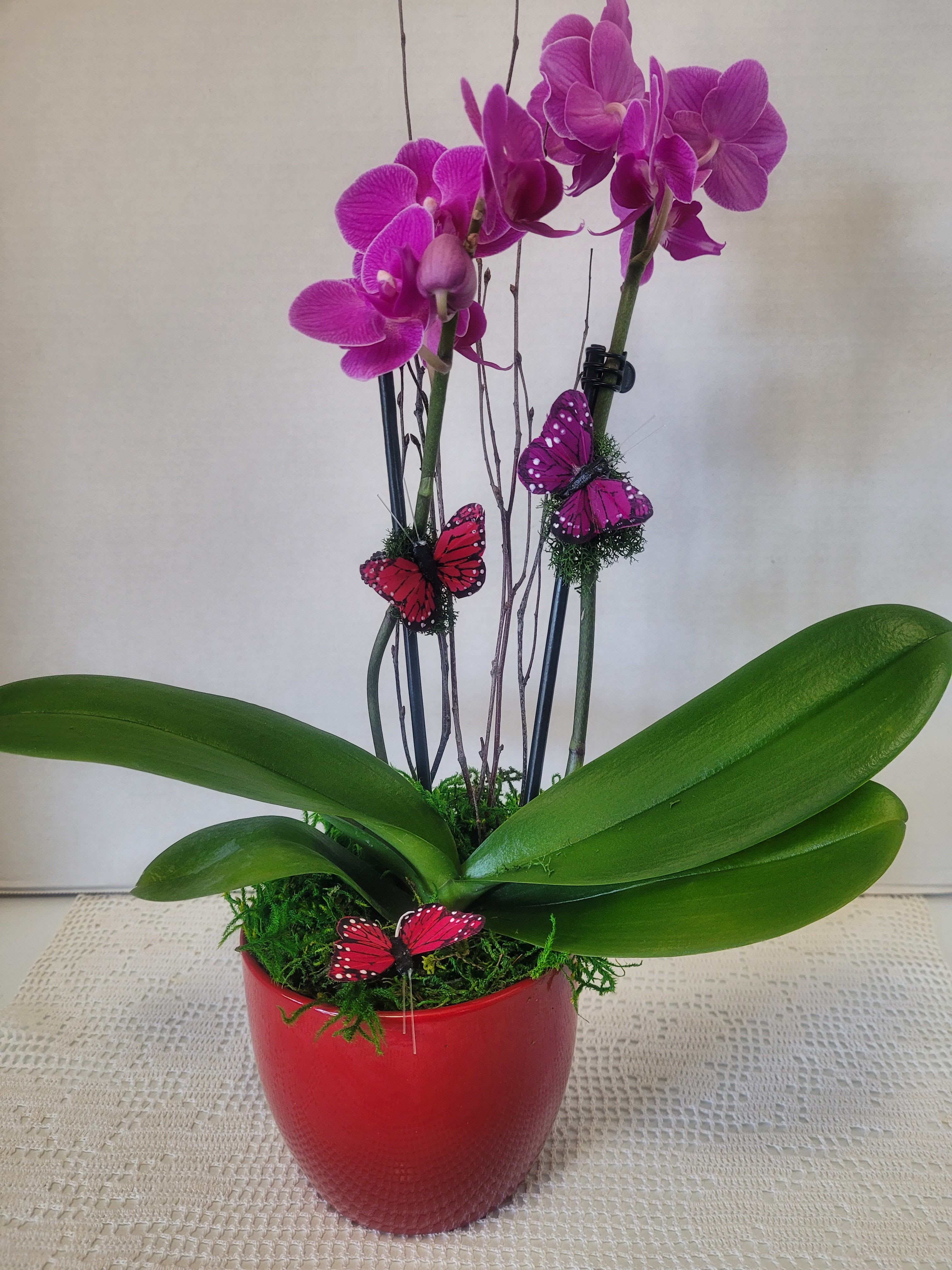 Purple Petite Double Stem - A striking petite double stem orchid featured in a ceramic container. Ideal for anyone or any occasion. 