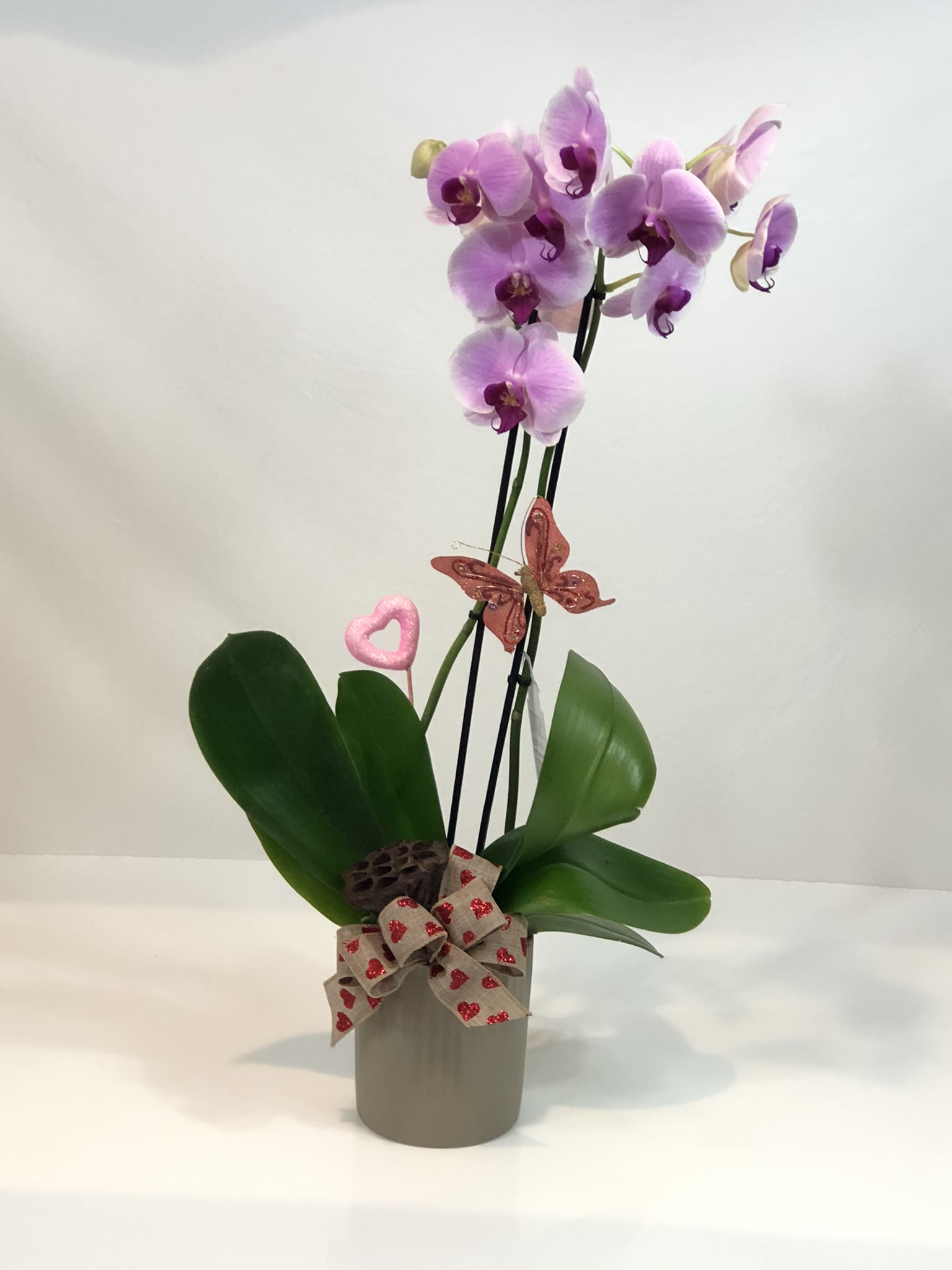 Pink orchid plant in a gray pot with a heart ribbon