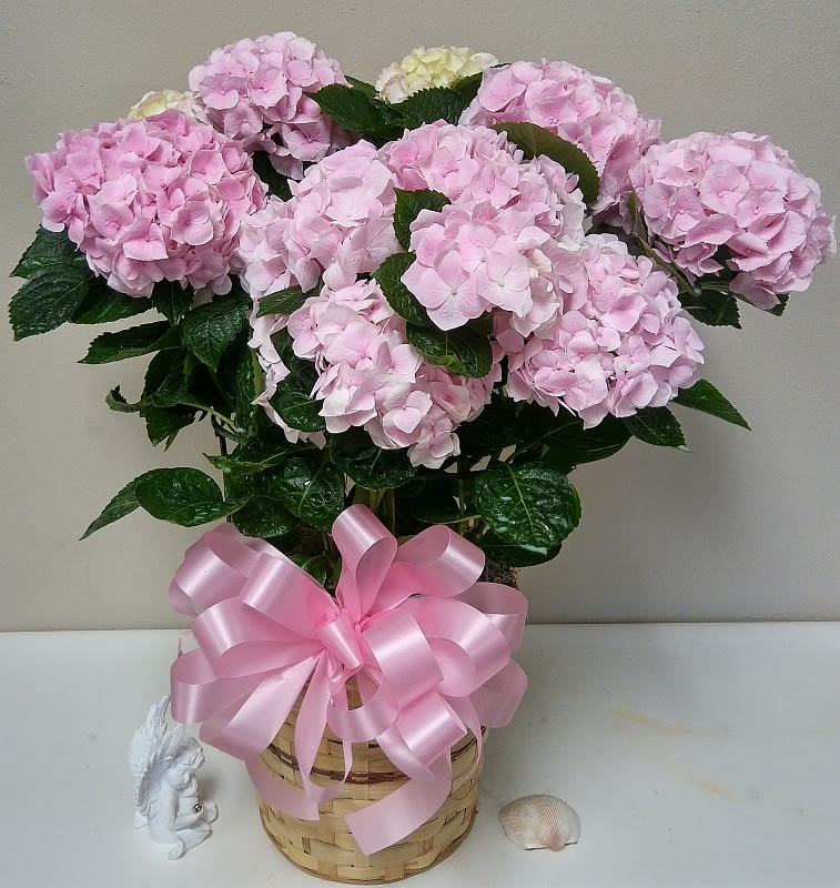 Pink hydrangea arrangement in a woven basket with a pink ribbon bow