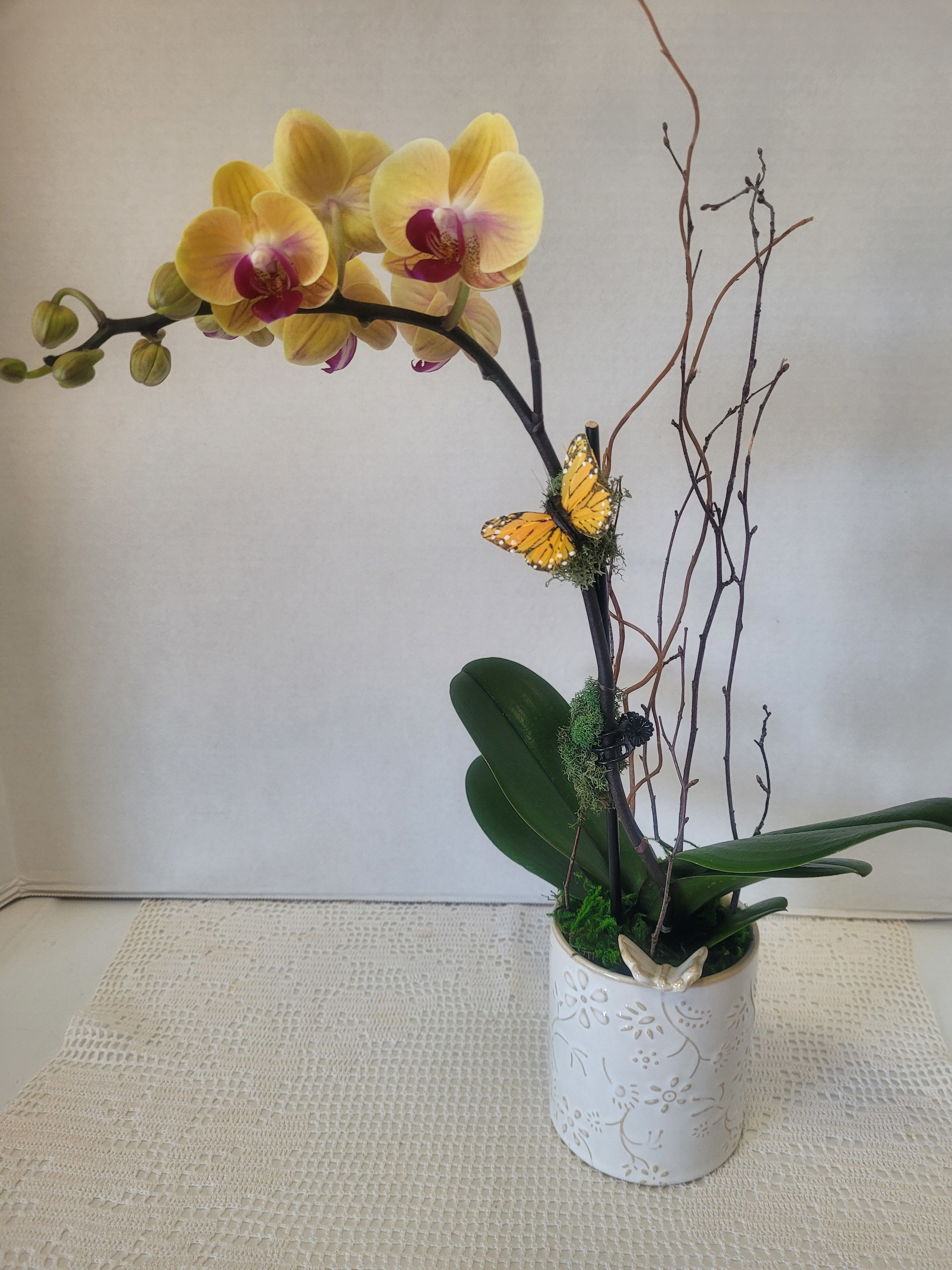 Single Stem Yellow - A beautiful, petite single stem Phalaenopsis. Perfect for really any occasion. 