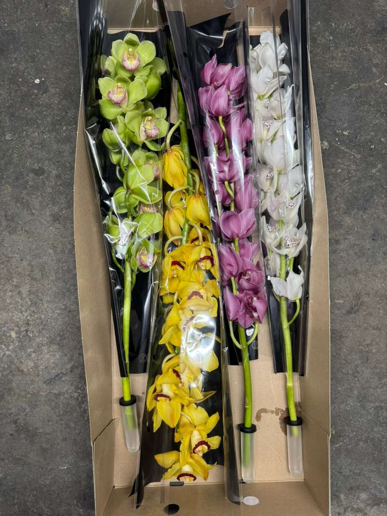 Boxed orchid stems in green, yellow, purple, and white.