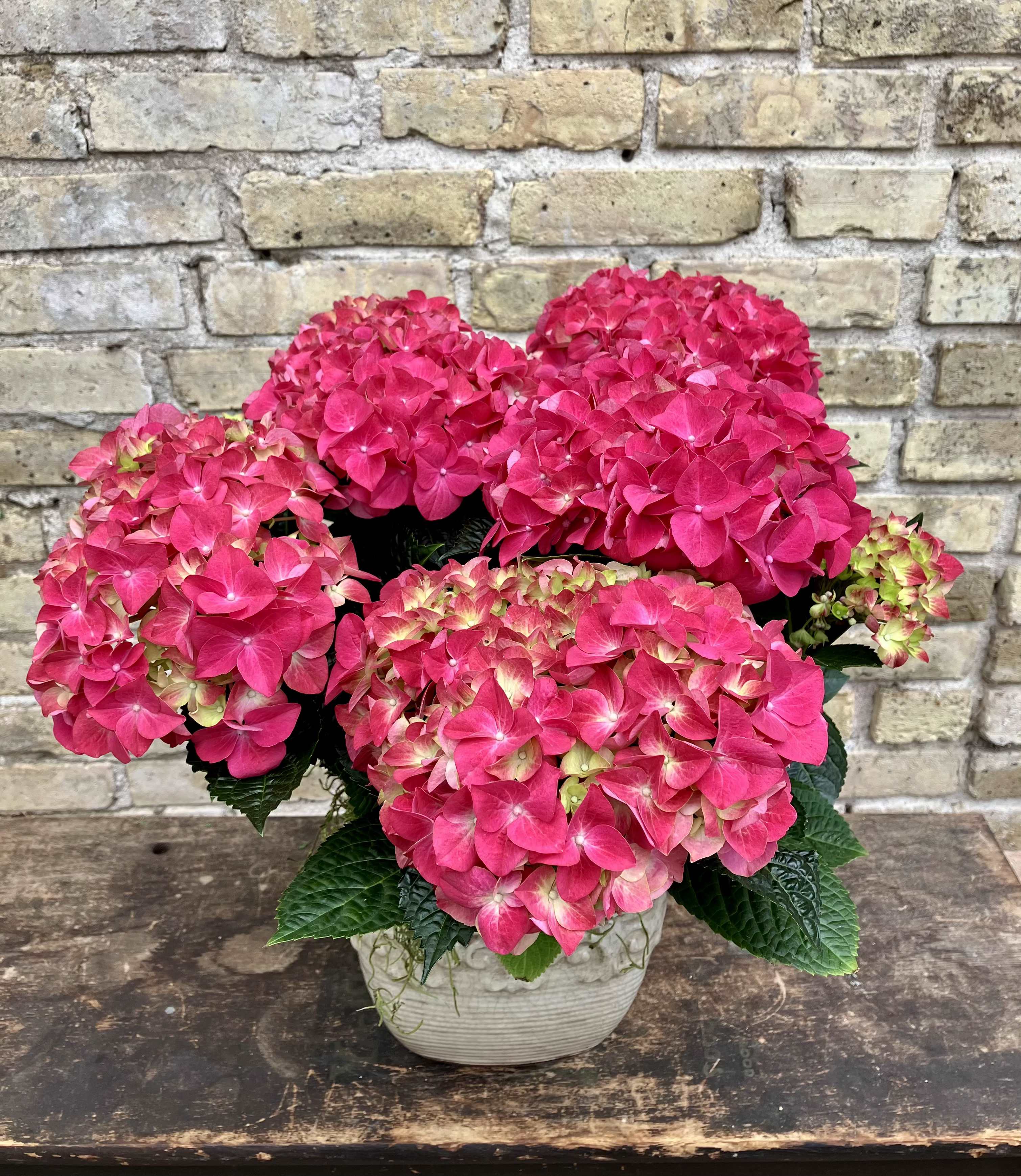 Raspberry Dream - Beautiful Raspberry Color Hydrangea Plant Set Into a Ceramic Container. 