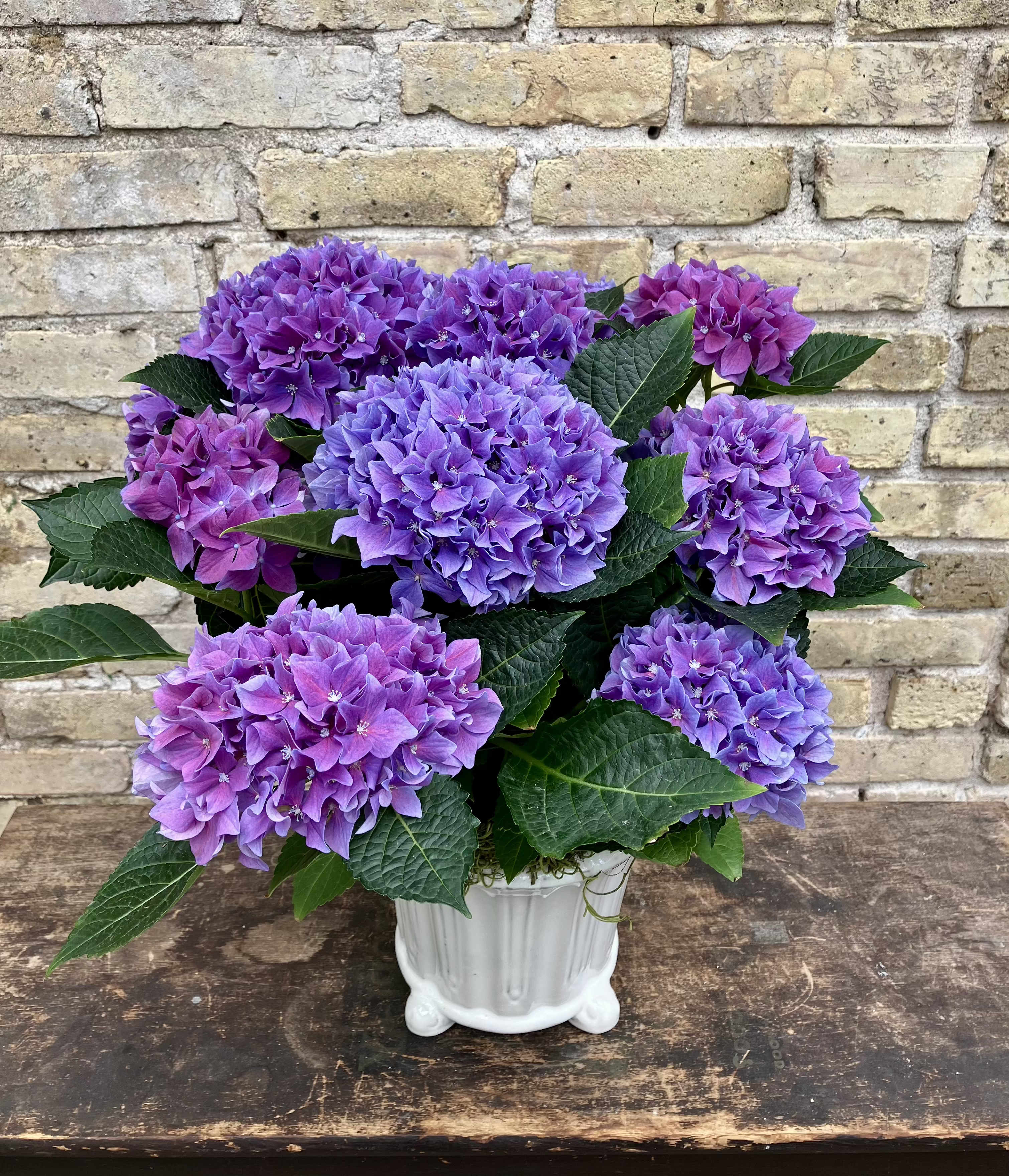 Lavender Dream - Lovely Lavender Hydrangea Plant set into a Decorative Ceramic Container Always a Lovely Gift.