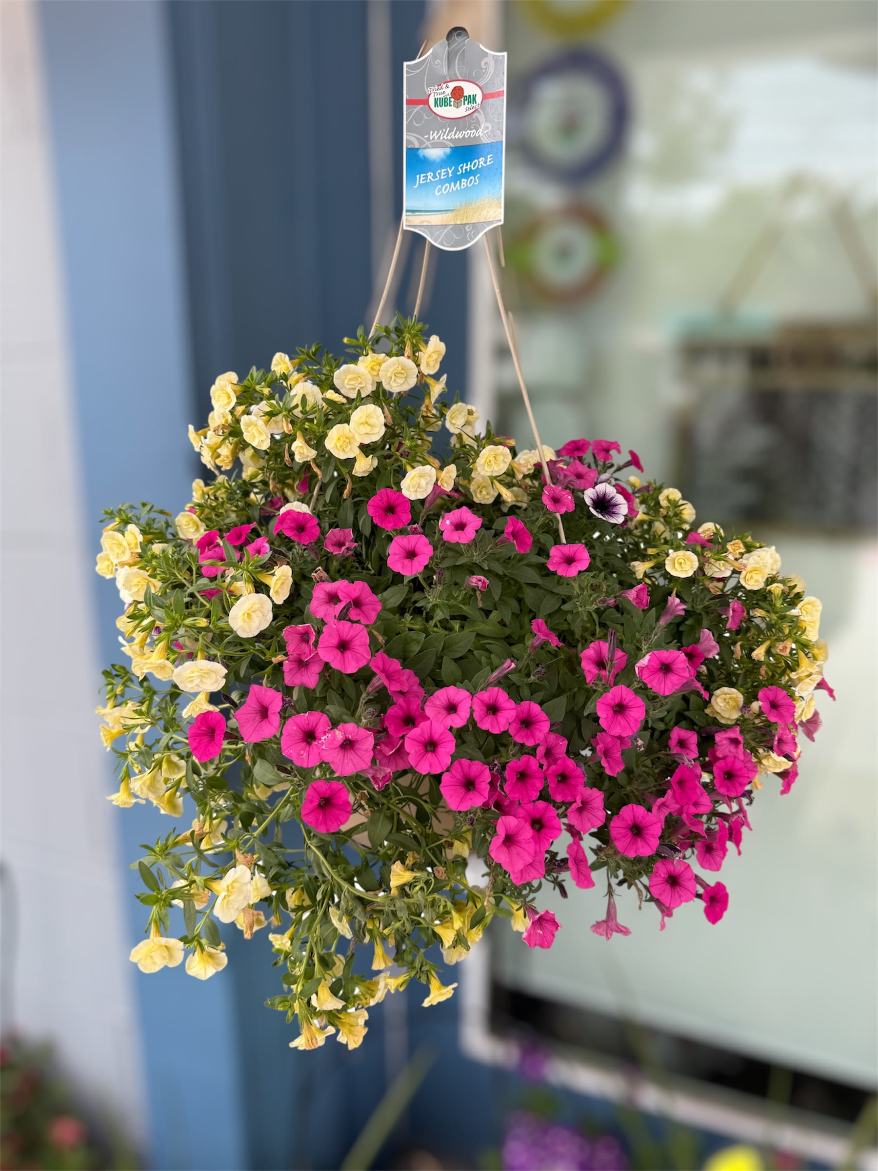 12 Inch Hanging Basket- Assorted Colors and Plants (HB) - Assorted outdoor plants in a plastic hanging pot with an adorning bow. 