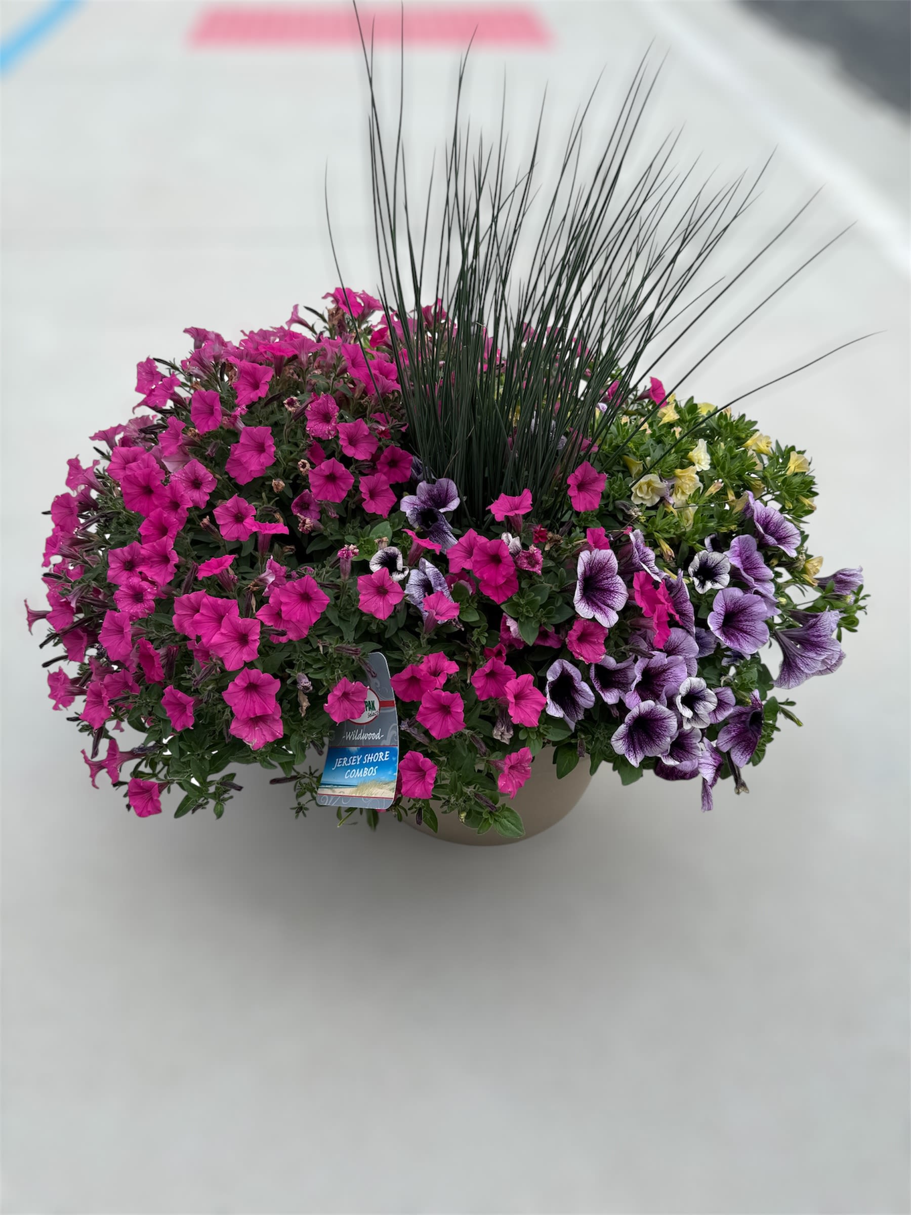 Patio Garden 12" Assorted Colors and Plants (PG) - Assorted outdoor plants in a plastic 12 inch bowl with an adorning bow